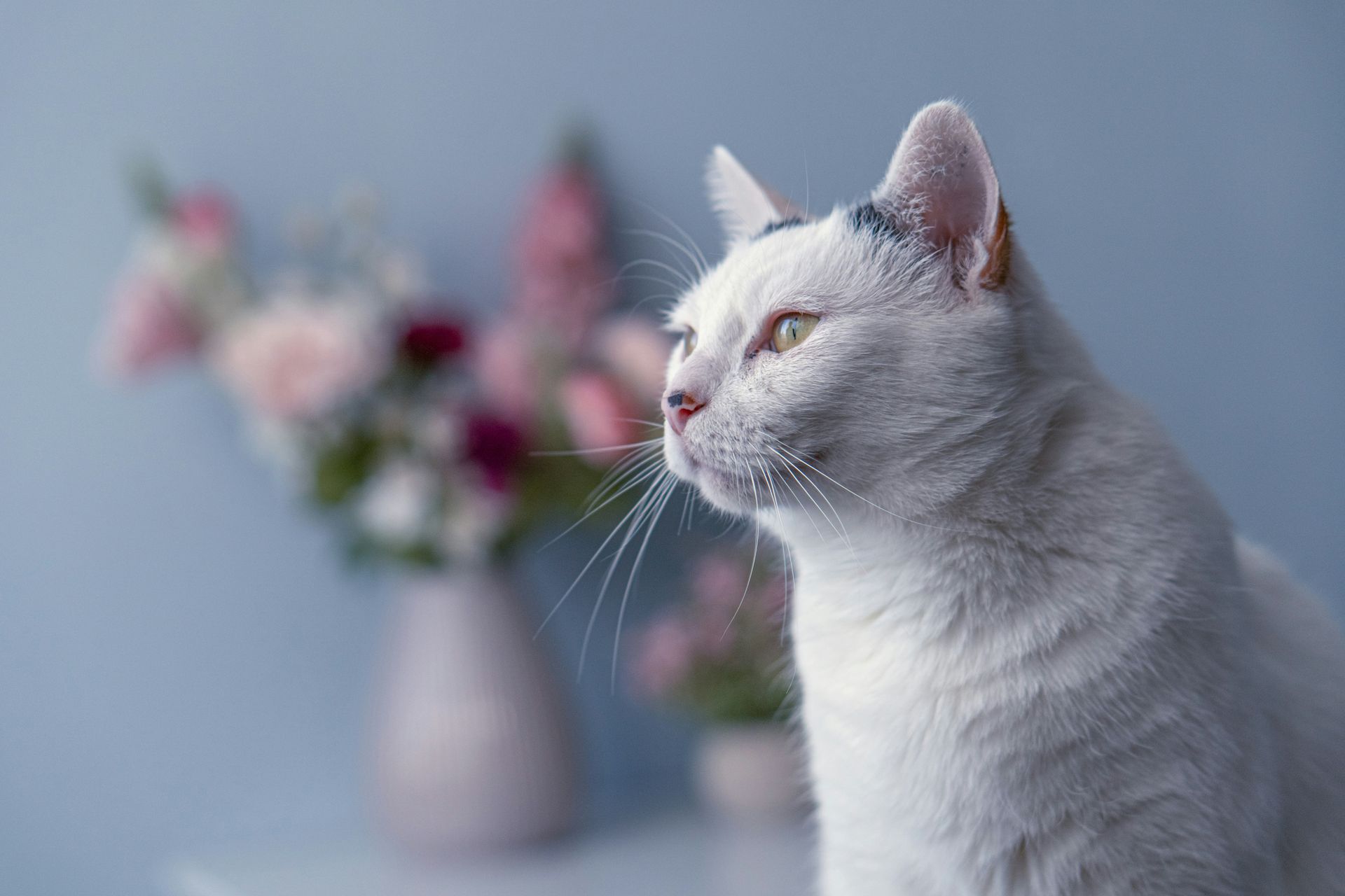 Gato blanco de perfil junto a un jarrón borroso de flores rosas sobre un fondo azul suave.