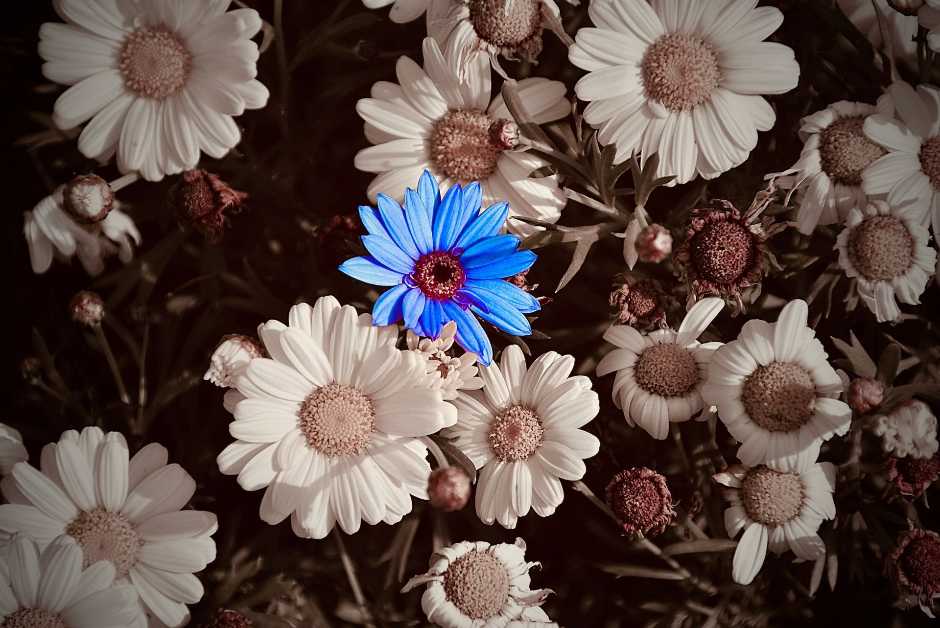 Grupo de flores blancas con una margarita azul brillante en el centro.