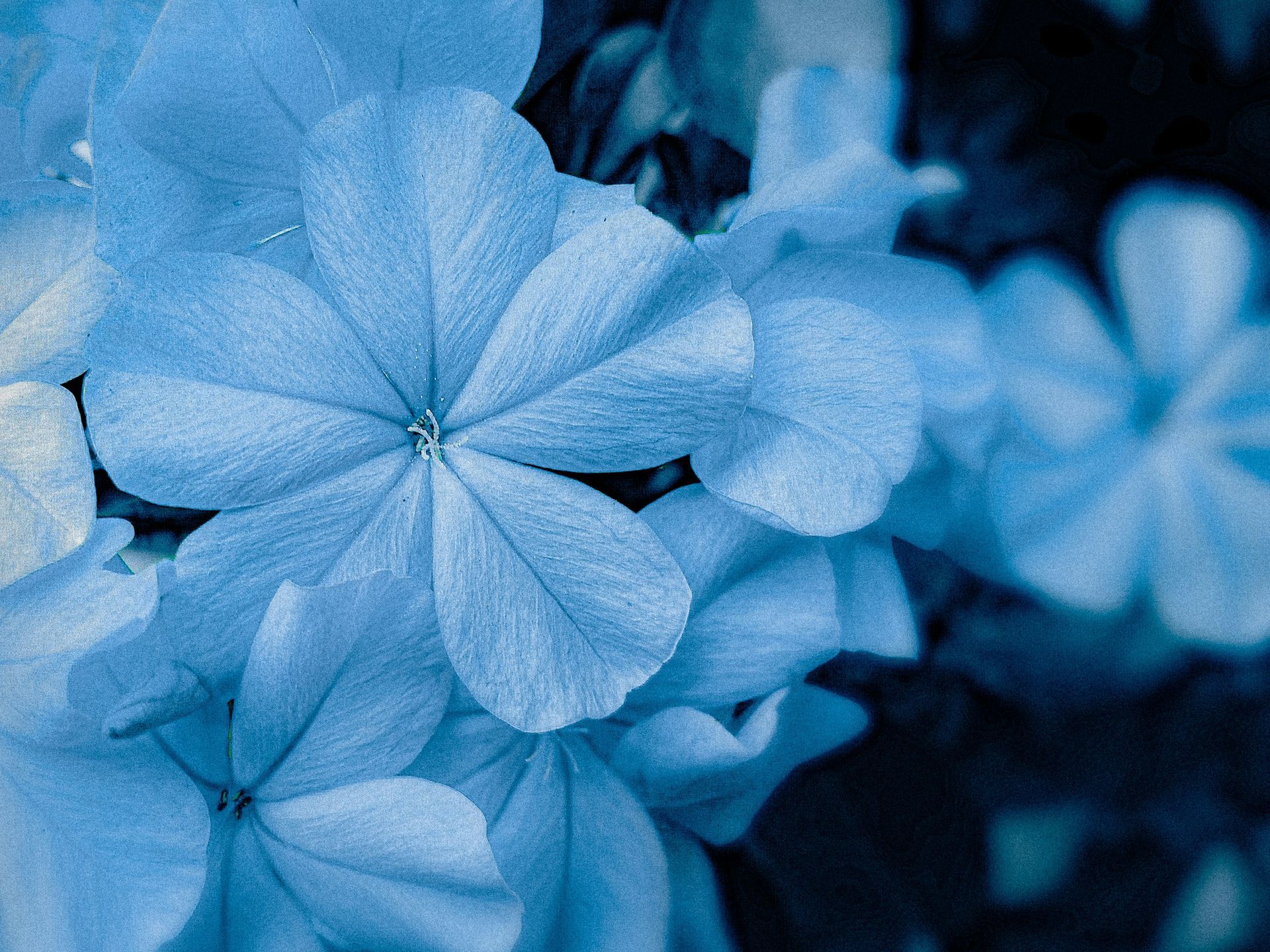 Primer plano de flores azul pálido con pétalos suaves y fondo de follaje verde oscuro.