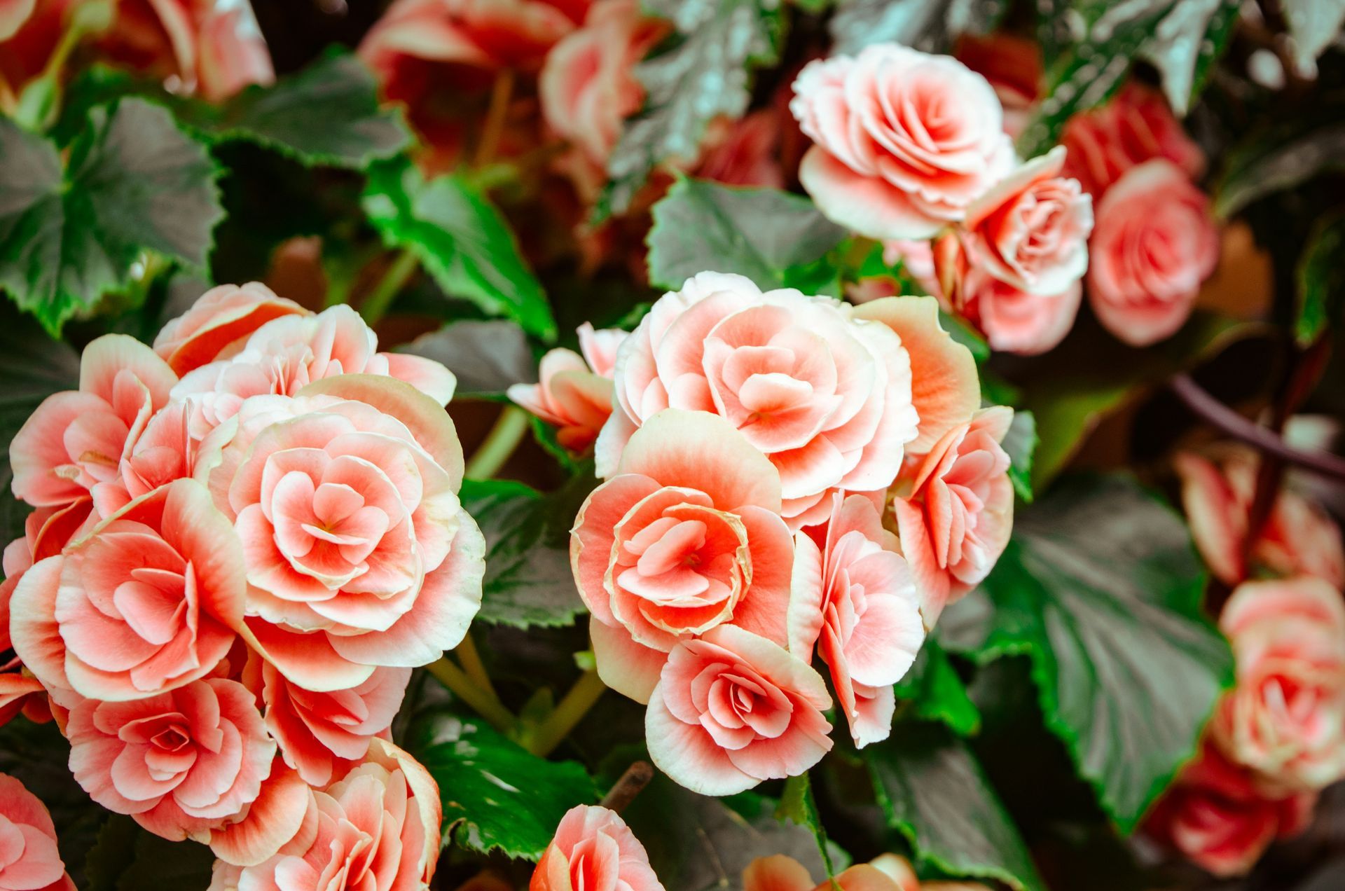 Grupo de rosas rosas y blancas con hojas verdes en un entorno de jardín.