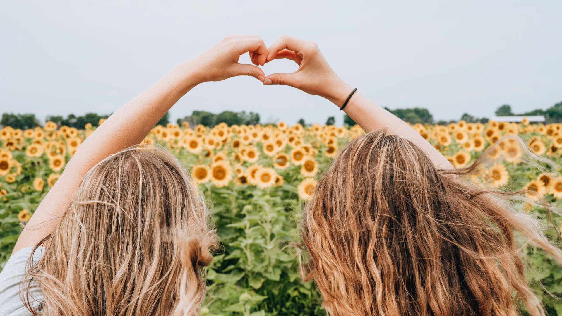 Dos personas con cabello largo forman un corazón sobre un campo de girasoles.