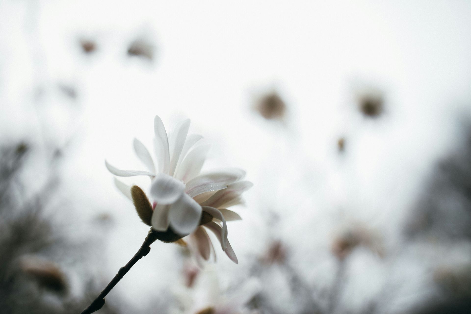 Primer plano de una flor blanca sobre un tallo, con los pétalos difuminados y un fondo gris suave.