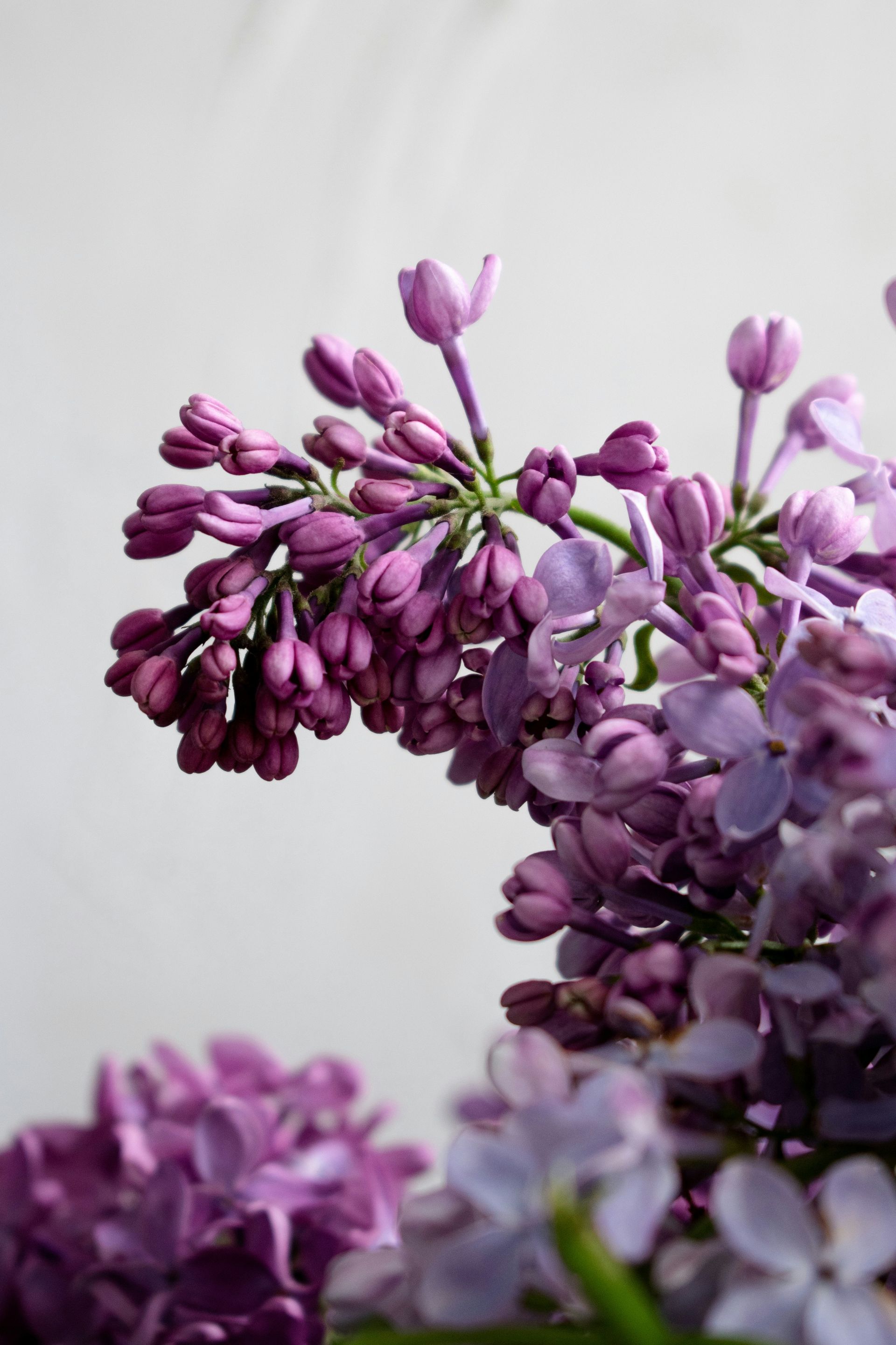 Flores de lila púrpura con tallos verdes sobre un fondo gris suave.