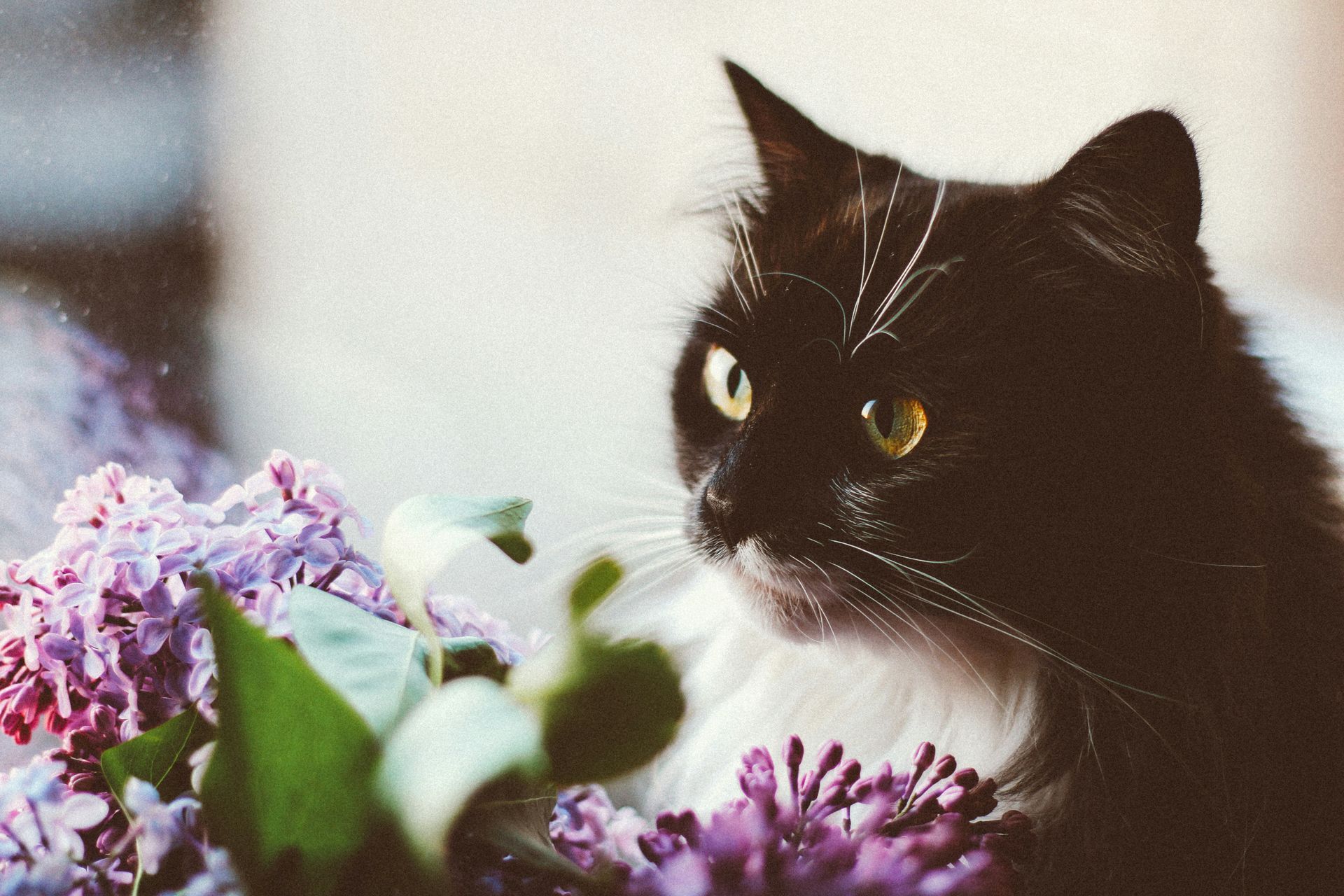Gato blanco y negro junto a flores moradas, mirando hacia la izquierda en una luz tenue.