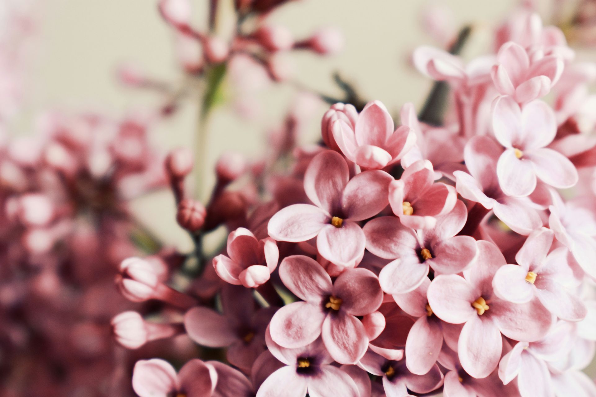 Primer plano de flores de cerezo de color rosa pálido con un fondo suave y desenfocado.