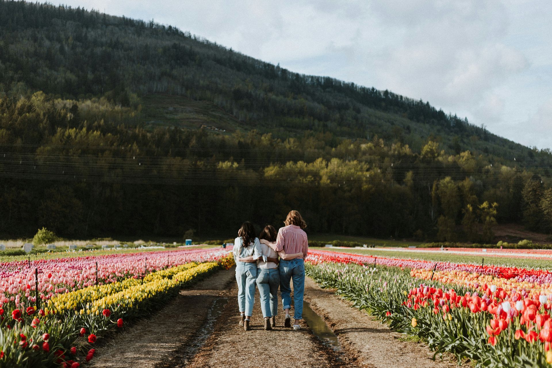 Tres personas caminan entre coloridas hileras de tulipanes en un sendero de tierra en un campo de montaña.