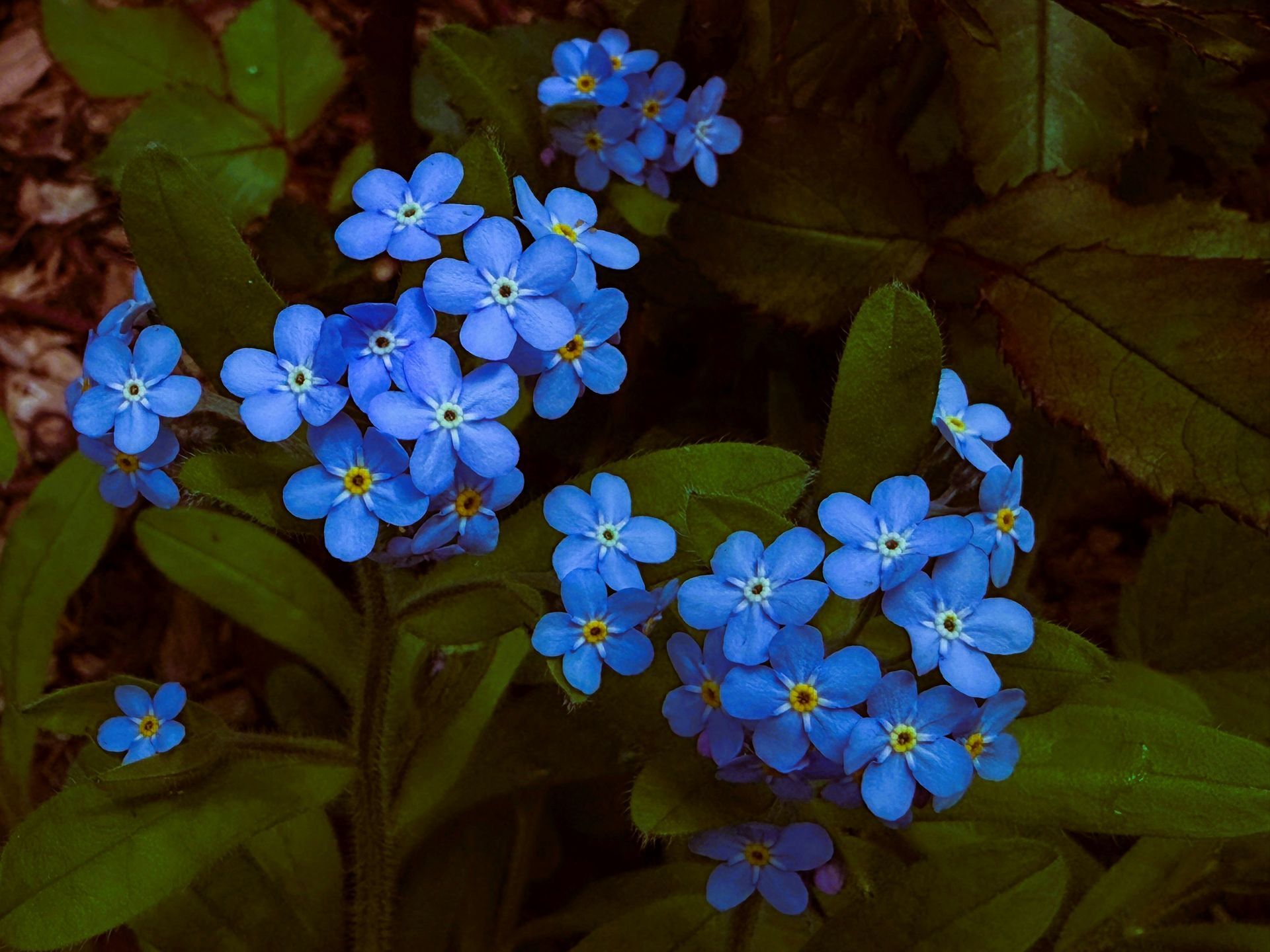 Flores azules de nomeolvides entre hojas verdes