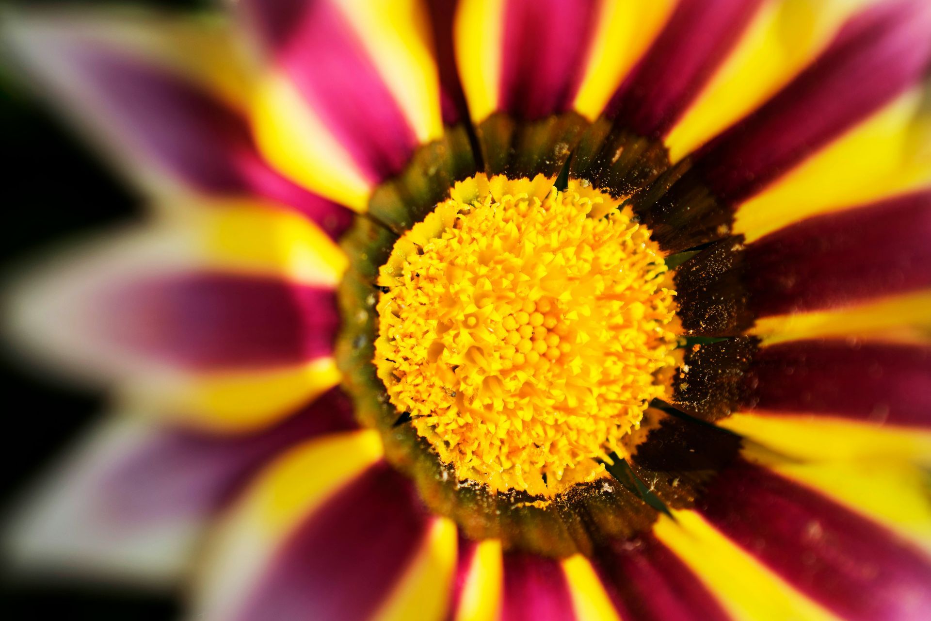 Primer plano de una flor amarilla con pétalos de color granate oscuro que irradian hacia afuera.