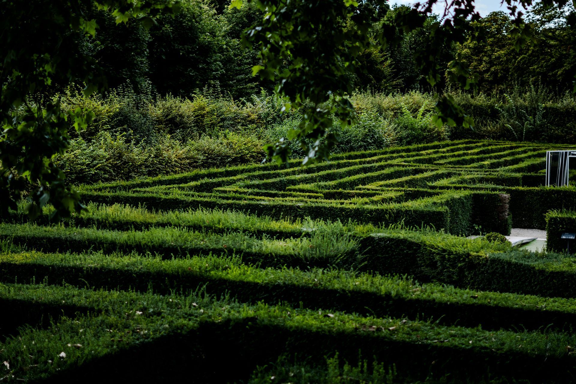 Campos de té verde en terrazas en una ladera con densos árboles al fondo.