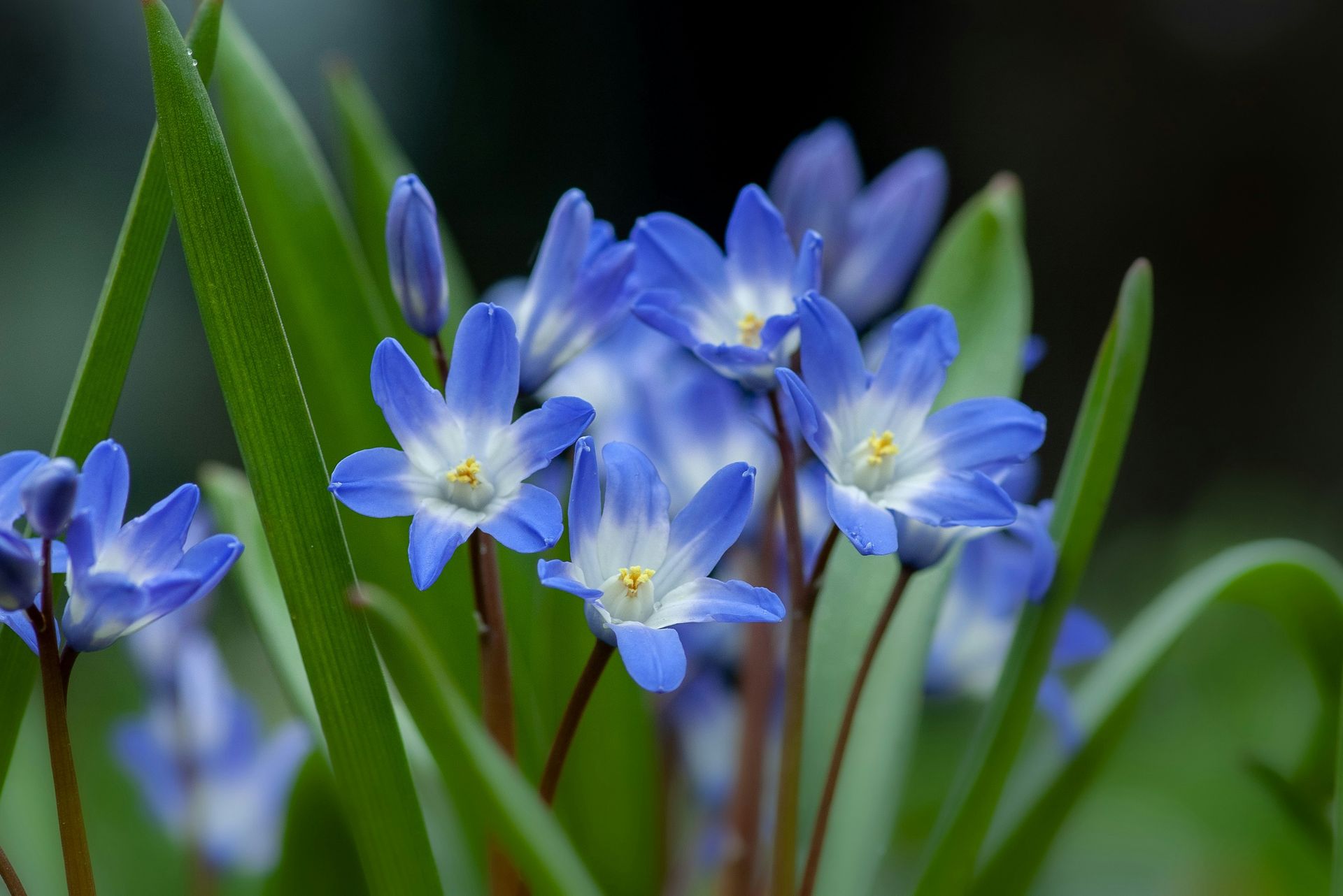 Flores silvestres azules con centros amarillos entre hojas verdes en un enfoque suave.