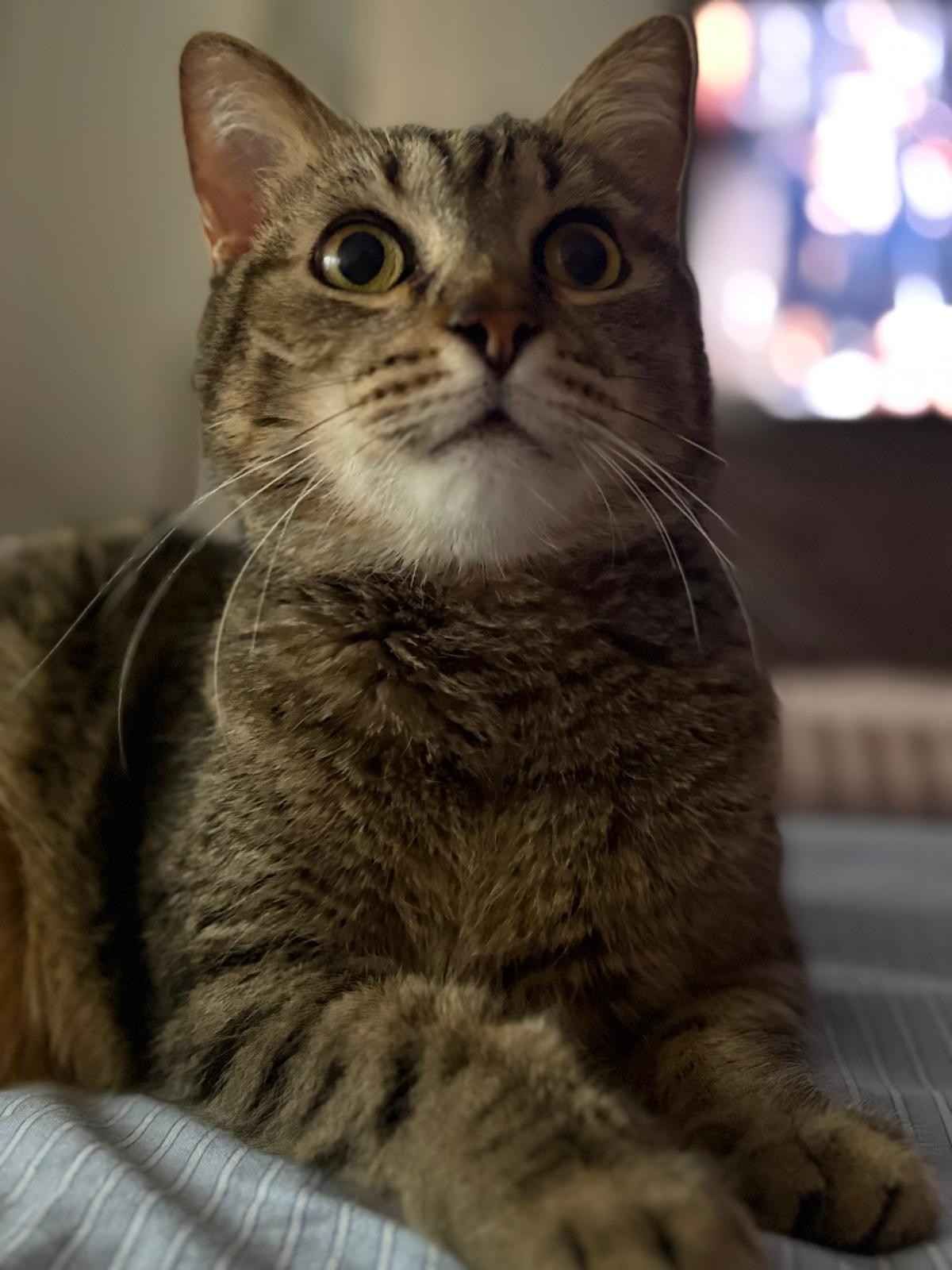 Gato atigrado con ojos abiertos mirando hacia arriba. Pelaje marrón y canela, pecho blanco, tumbado sobre sábanas azules.