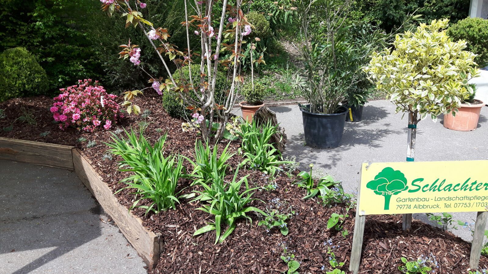 Gepflegtes und begrüntes Beet mit Mulch und kleinen Setzlingen