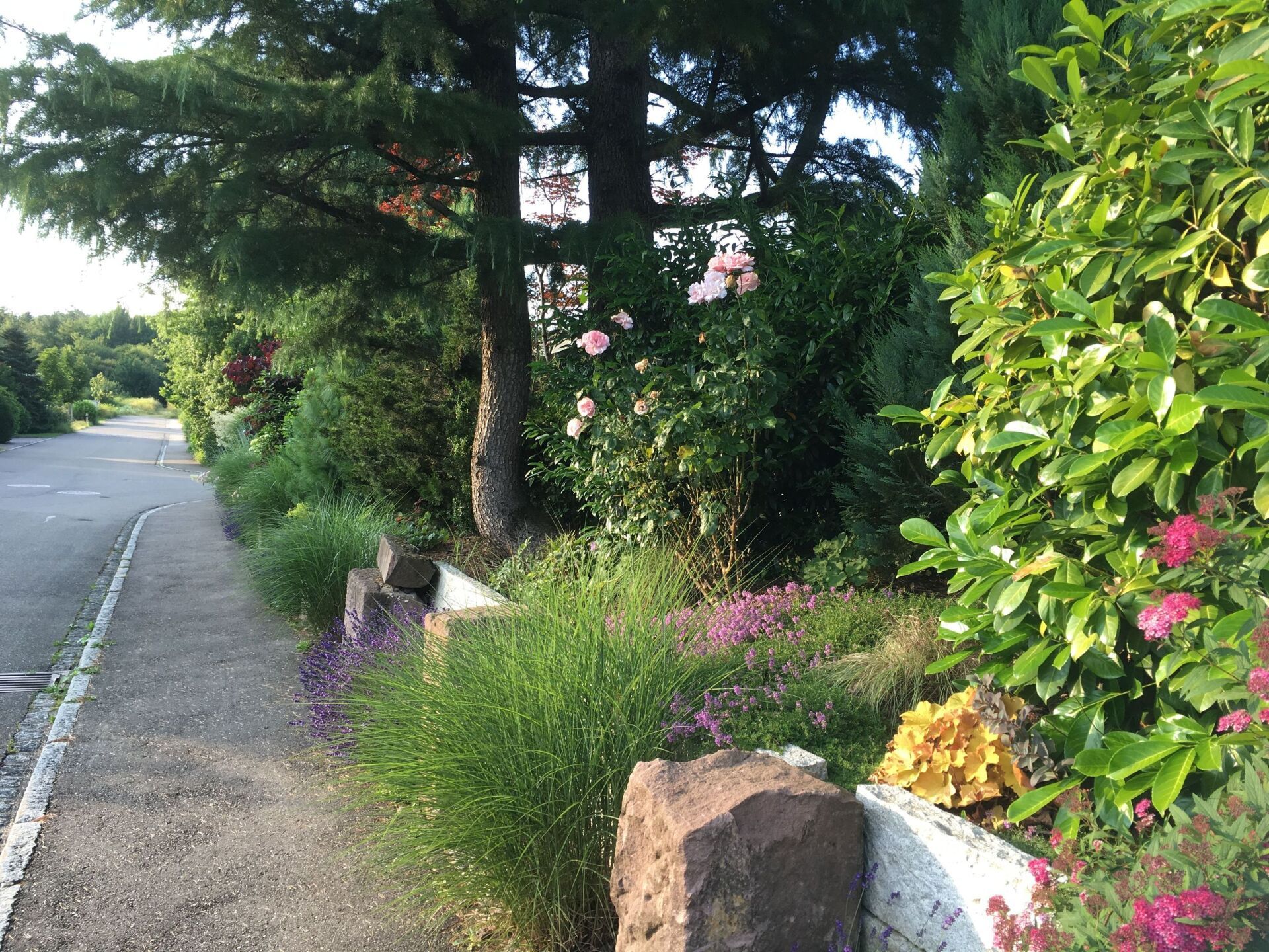 Bunte, bewachsene Hecke mit Straße