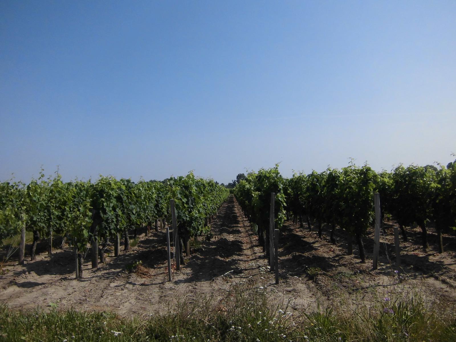 Evaluation foncière de domaines viticoles avec le Cabinet Andrexpert