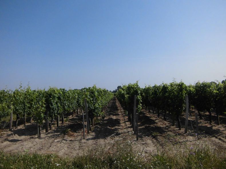 Evaluation foncière de domaines viticoles et agricoles