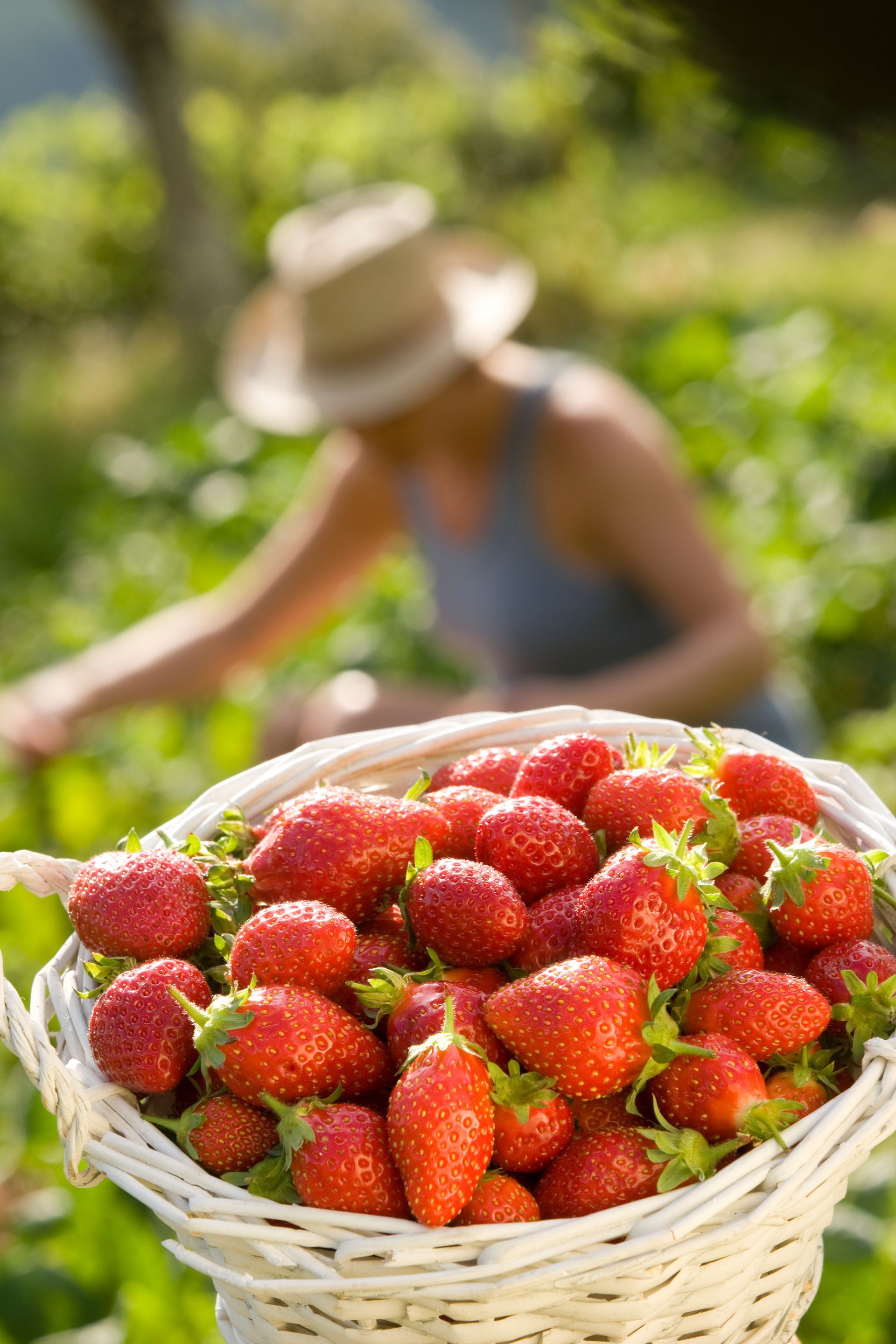 Vers la page Cueillette et vente de fraises