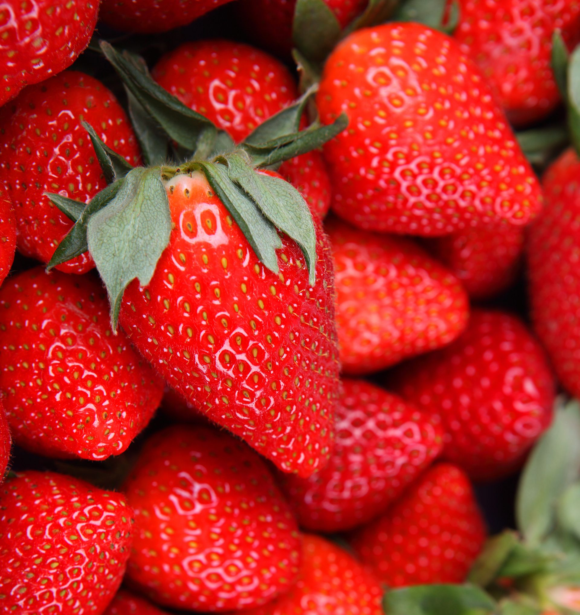 Un tas de fraises rouges mûres avec leurs feuilles vertes.