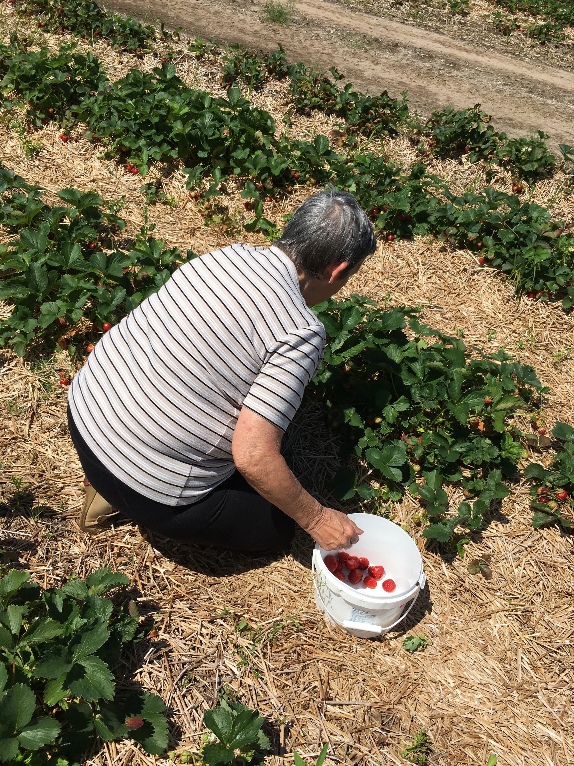 Une personne tenant un seau et portant une chemise à rayures cueille des fraises dans un champ.