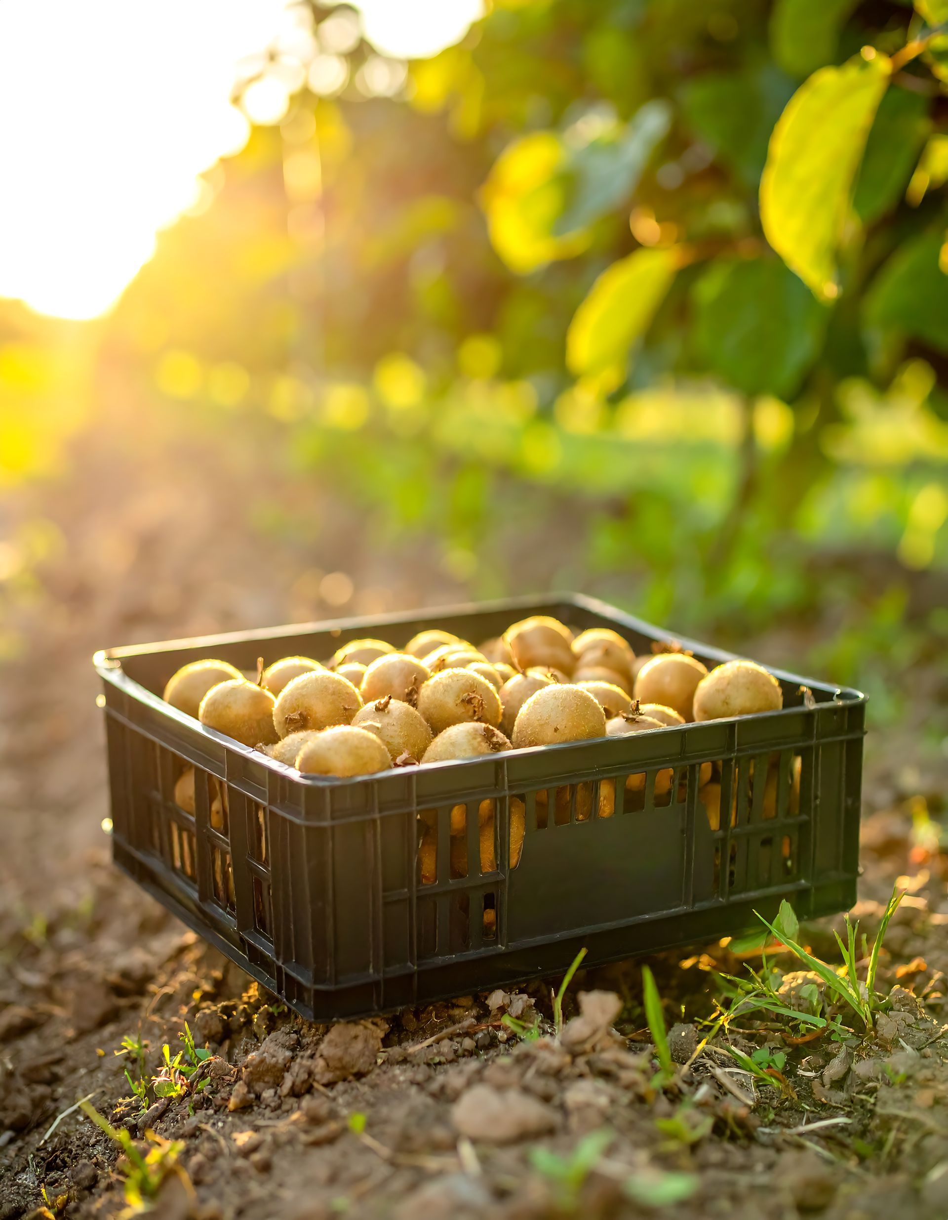 Caisse de kiwis récoltés dans une ferme, éclairée par le soleil couchant.