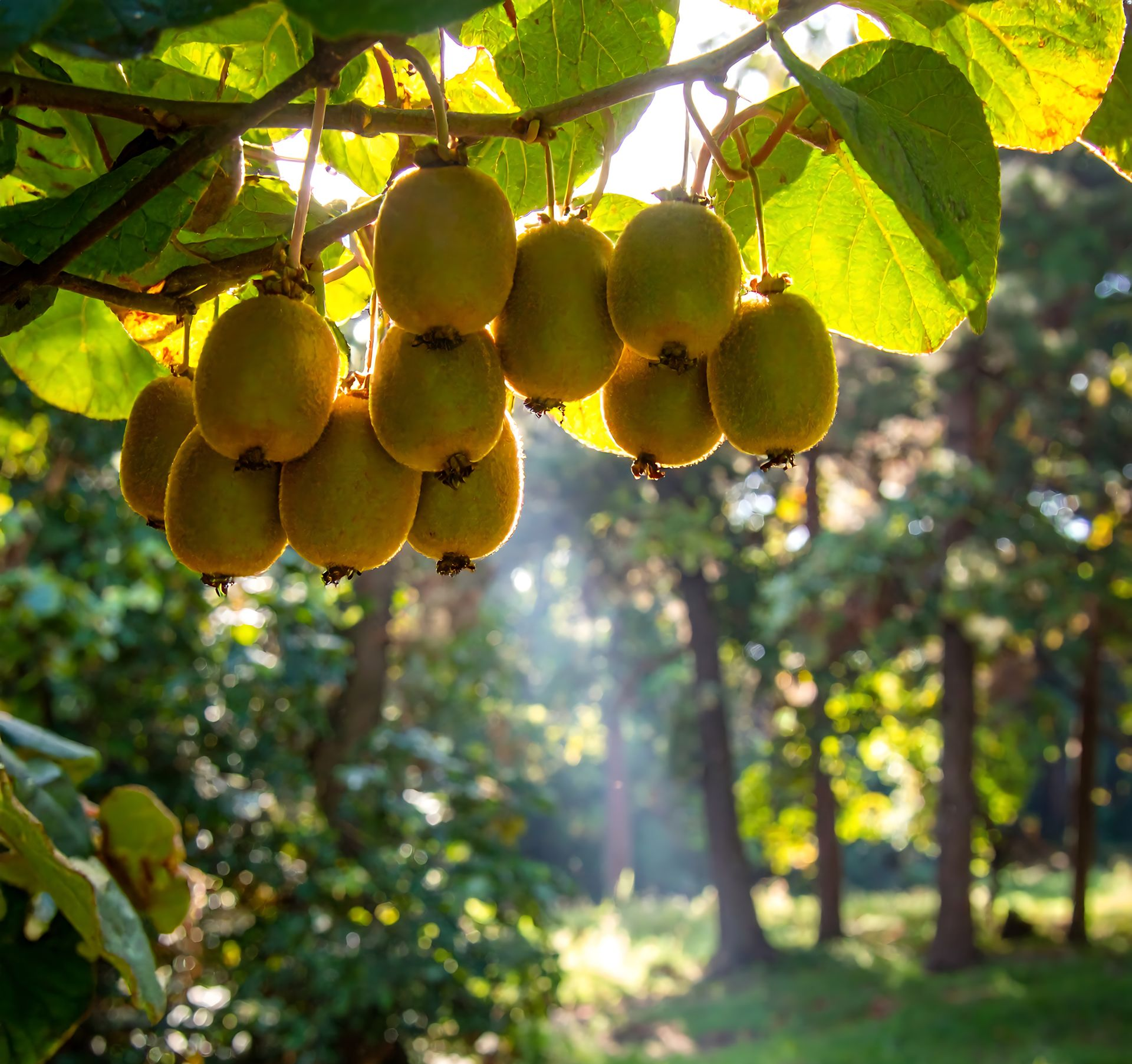 Des kiwis suspendus à une branche d'arbre, la lumière du soleil filtrant à travers les arbres.