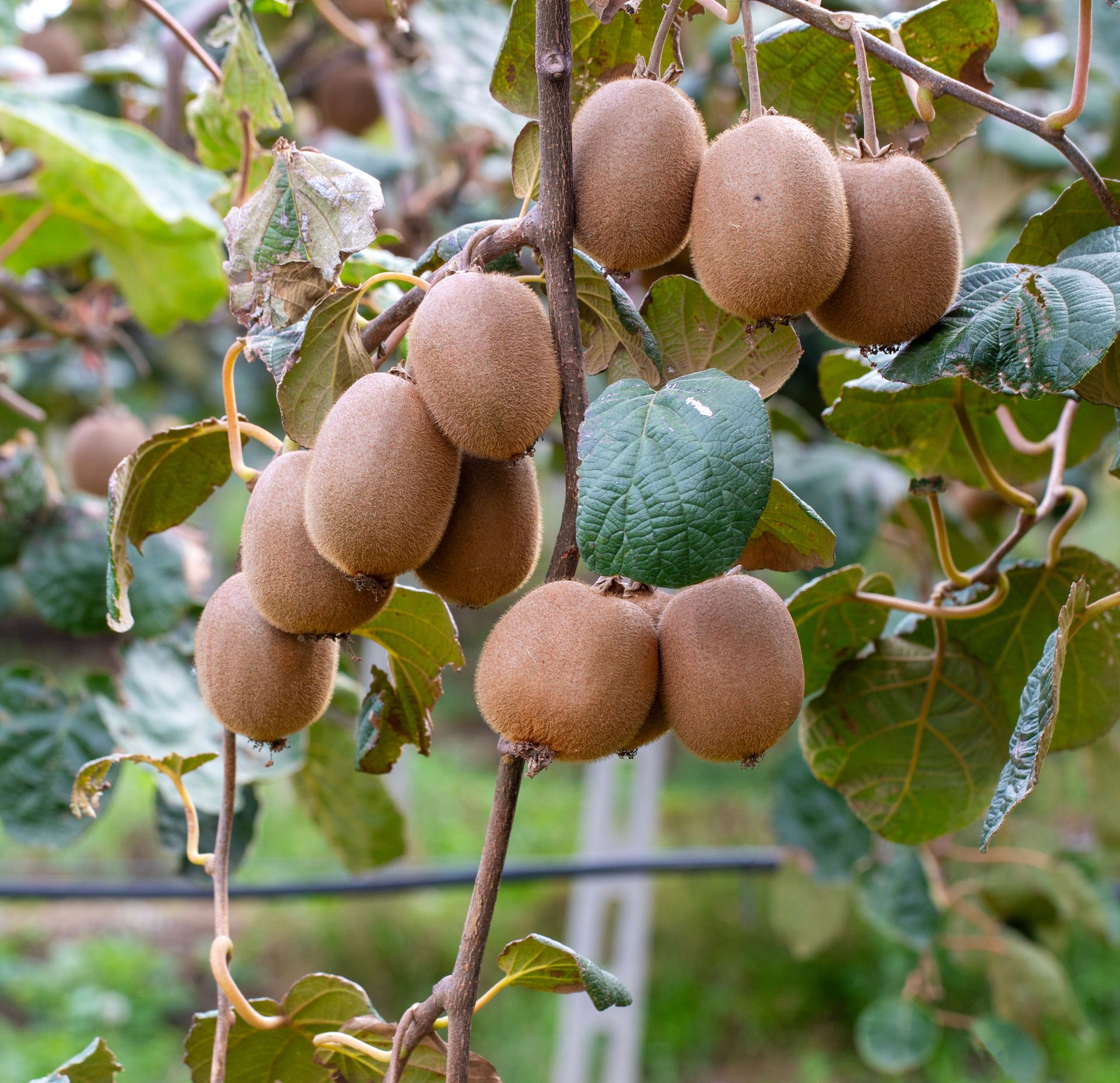 Kiwis poussant sur une vigne. Des fruits bruns et duveteux, feuilles vertes.