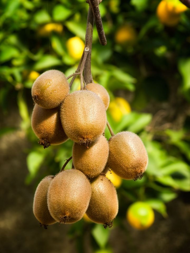 Un bouquet de kiwis bruns et duveteux suspendus à une branche d'arbre. Feuillage vert et fruits jaunes se détachent en arrière-plan.