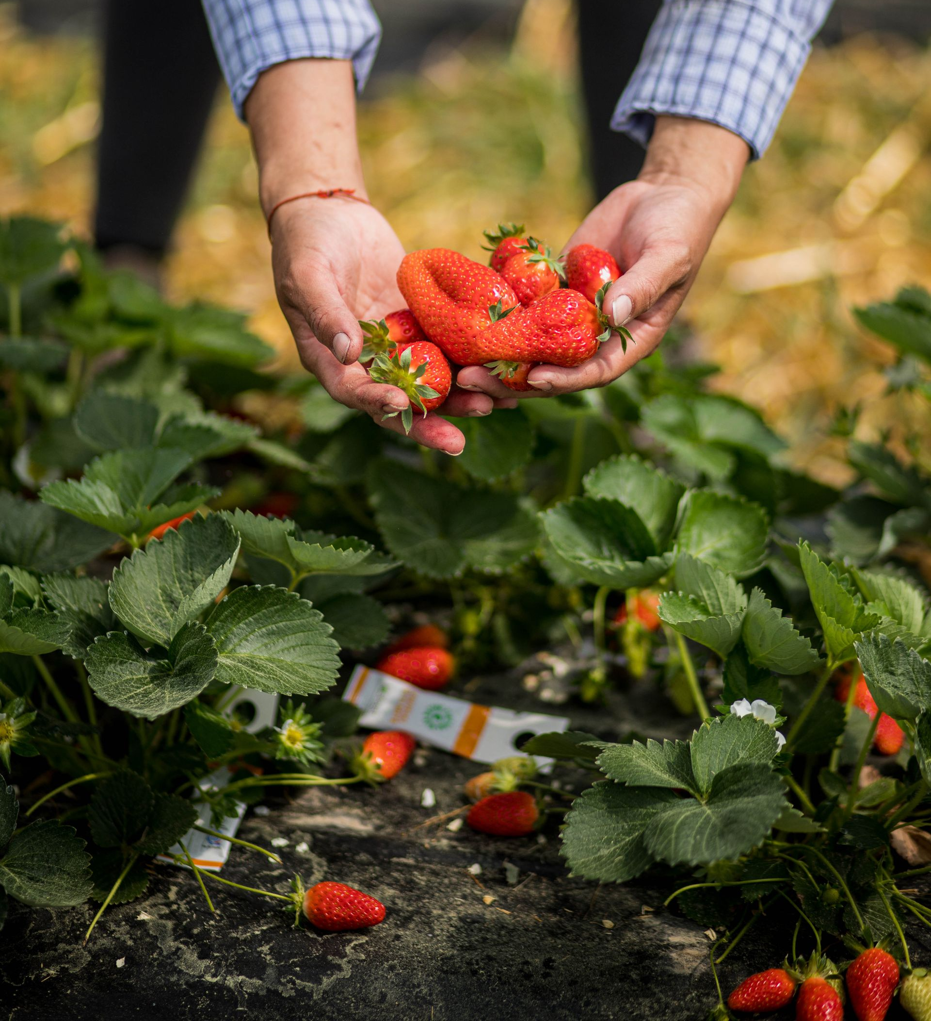 Des mains tenant des fraises fraîchement cueillies au-dessus d'un champ de fraises.