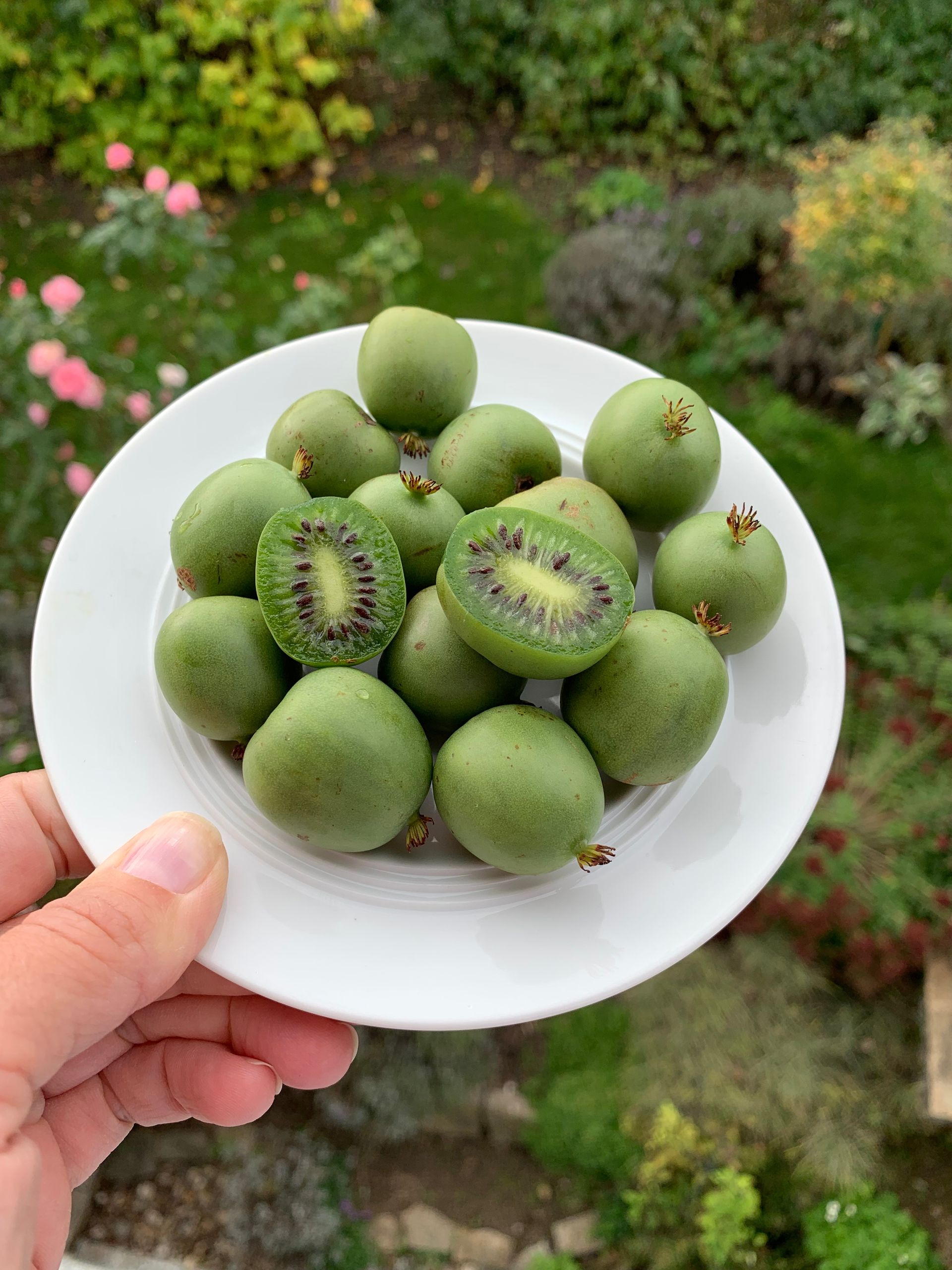 Une main tient une assiette blanche remplie de petits kiwis verts, dont un coupé en deux, jardin en arrière-plan.