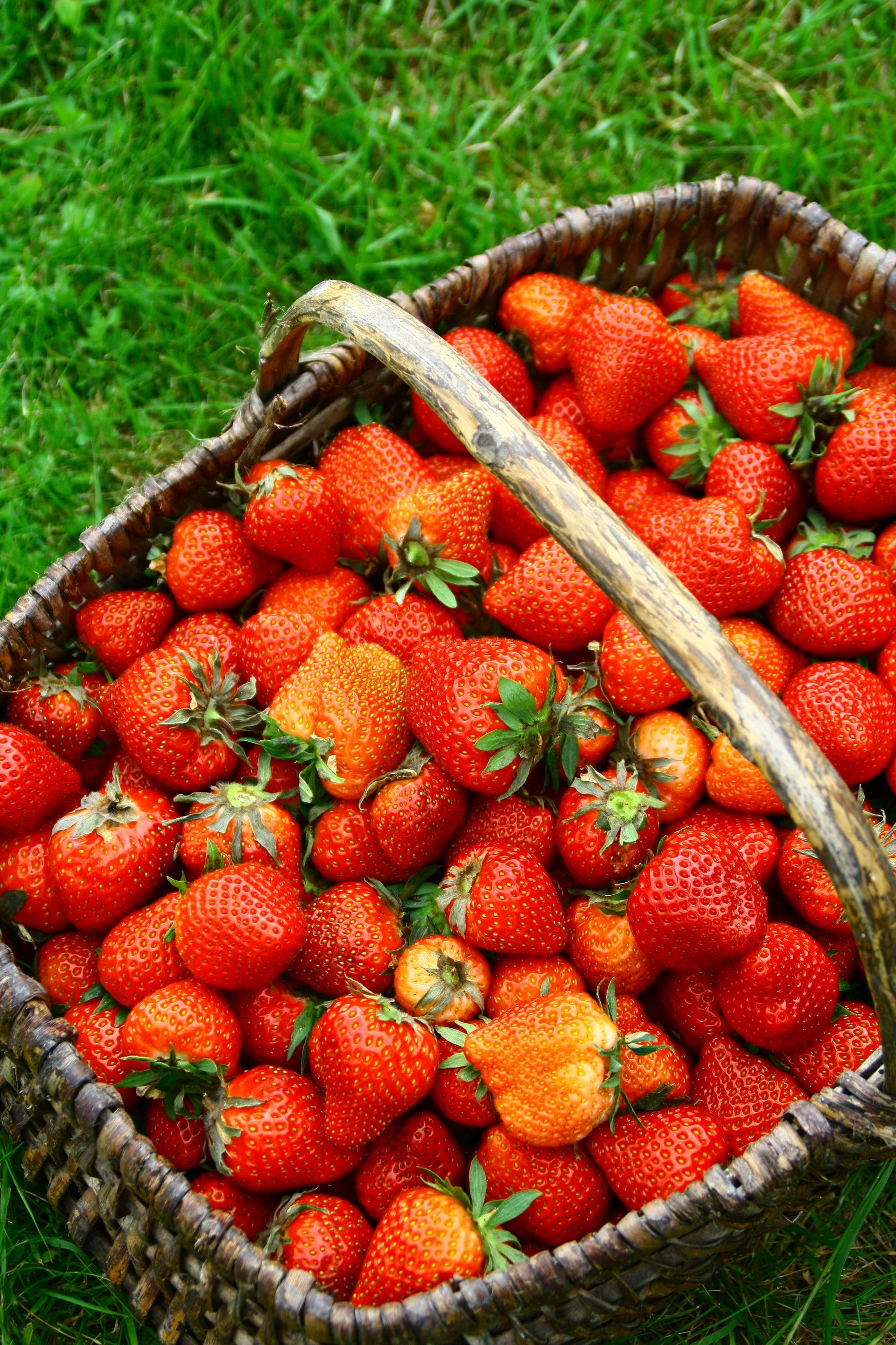 Panier débordant de fraises rouges mûres sur l'herbe verte.