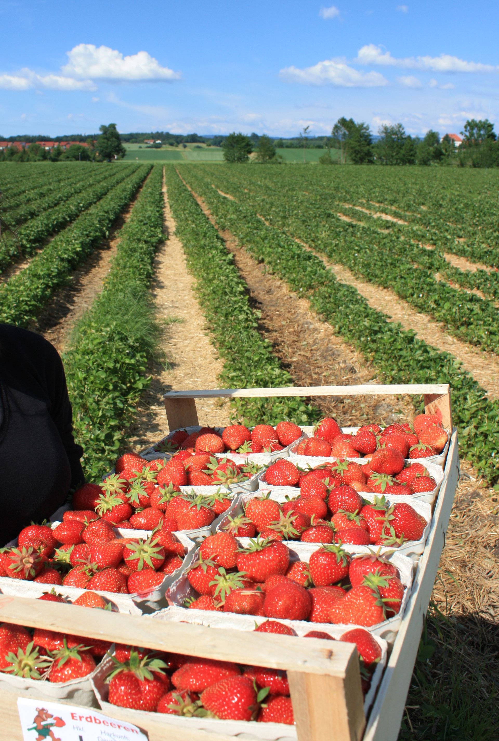 Des fraises dans une caisse en bois devant un champ de fraises, ciel bleu en arrière-plan.