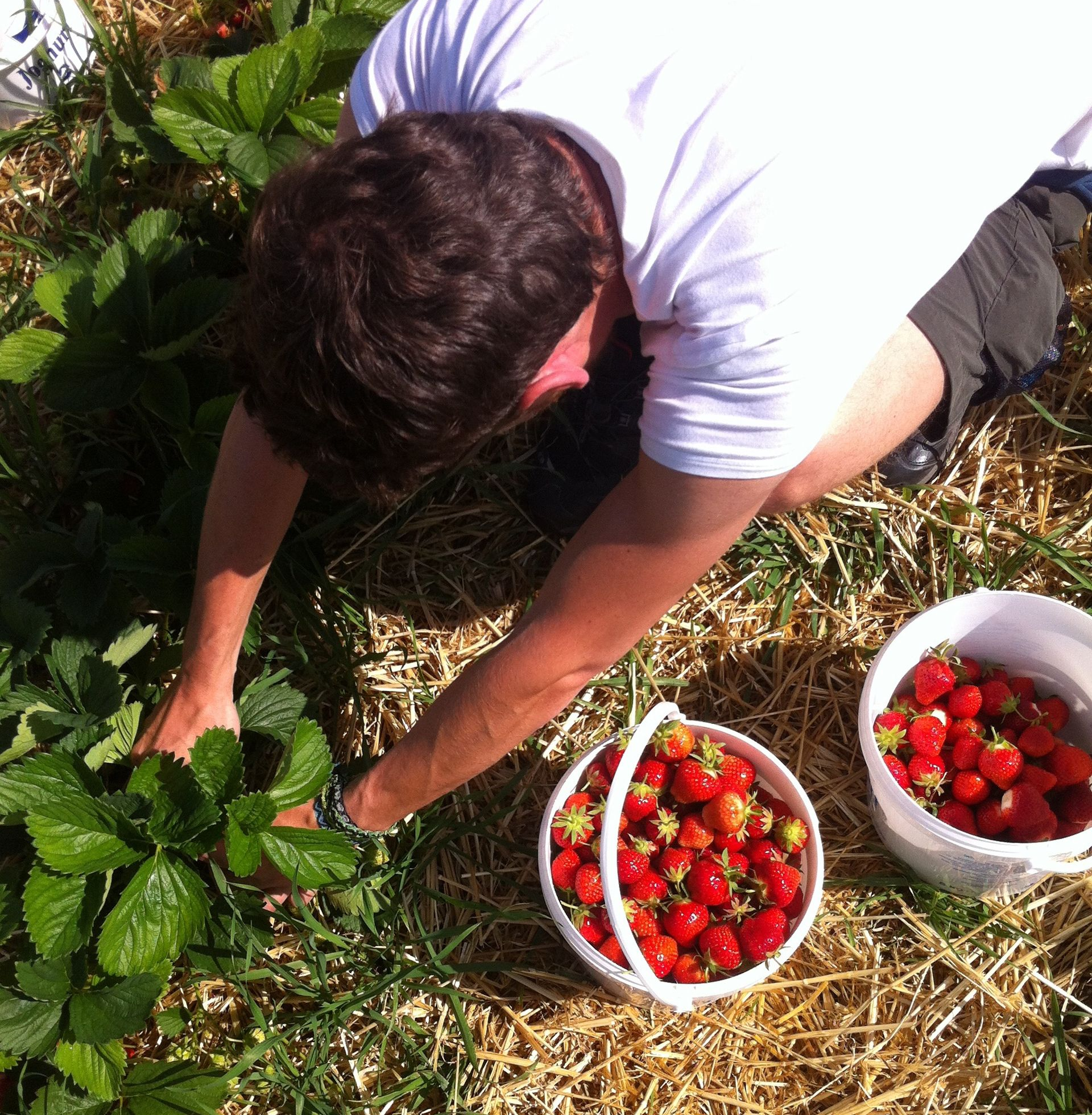 Une personne cueille des fraises dans un champ, deux seaux remplis de fraises rouges à proximité.