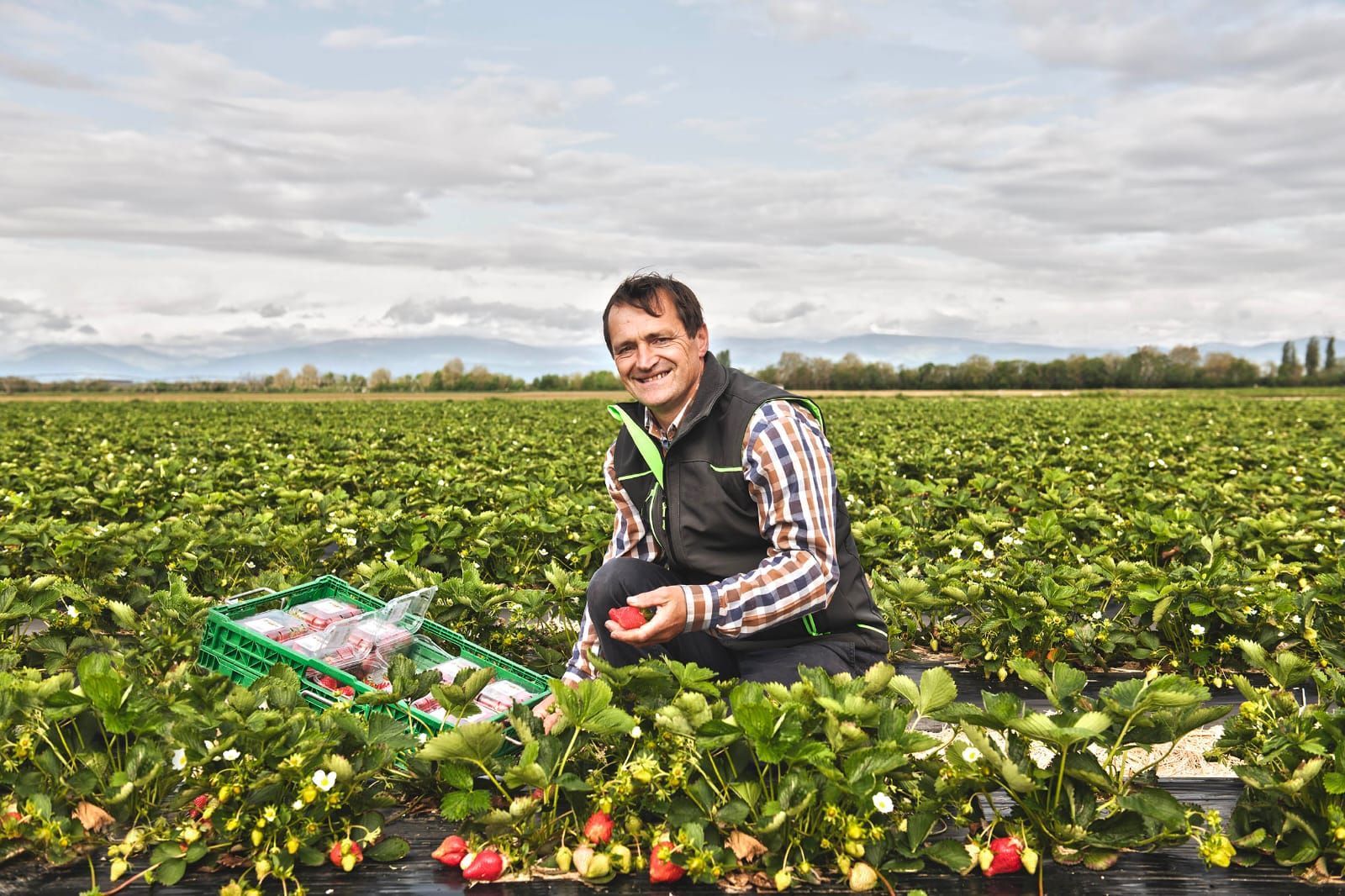 Un homme souriant assis à côté d'une cagette verte cueille des fraises dans un champ vert. En arrière-plan, un ciel nuageux.