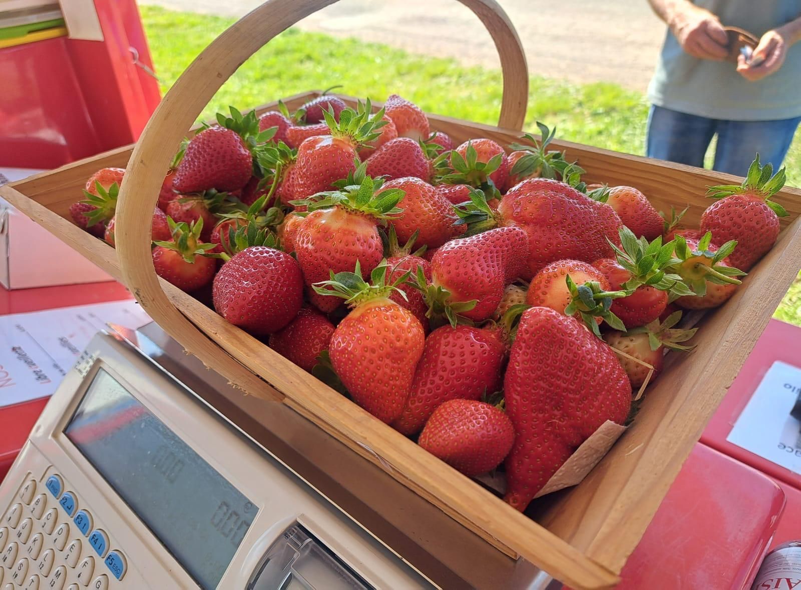 Panier de fraises mûres sur une balance sur un marché en plein air.