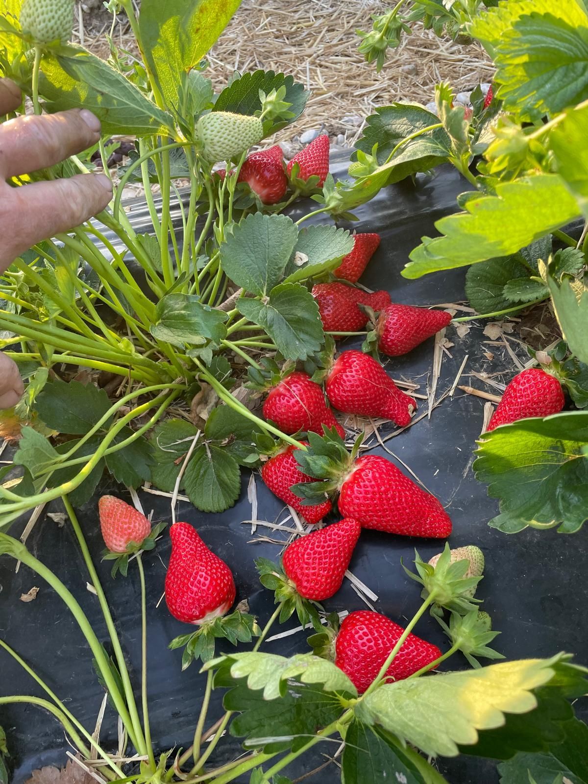 Gros plan sur des fraises mûres sur leur tige, à côté de feuilles vertes. Une main désigne les fraises.