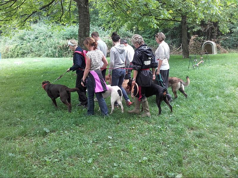 Vente de chien pure race à Mery près de Chambéry et Aix-les-Bains