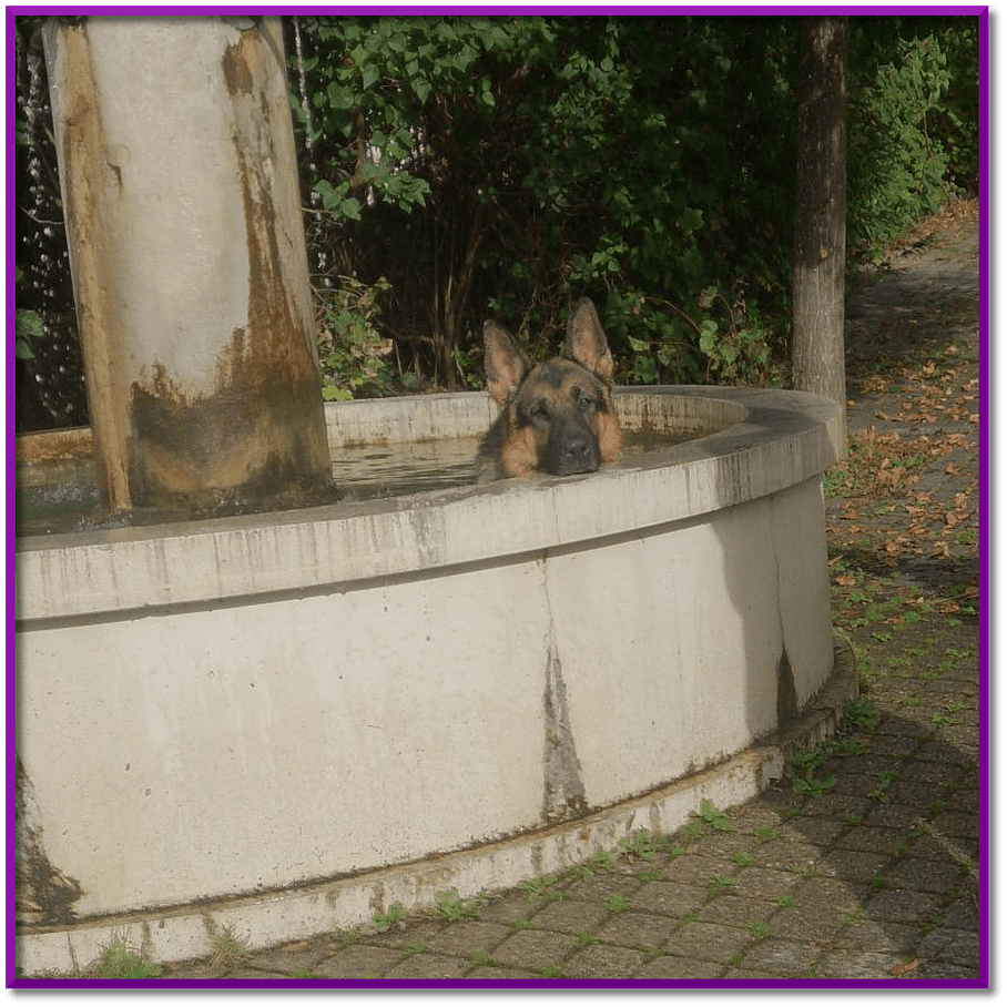 Votre pension bienveillante pour vos chiens et vos chats à Méry