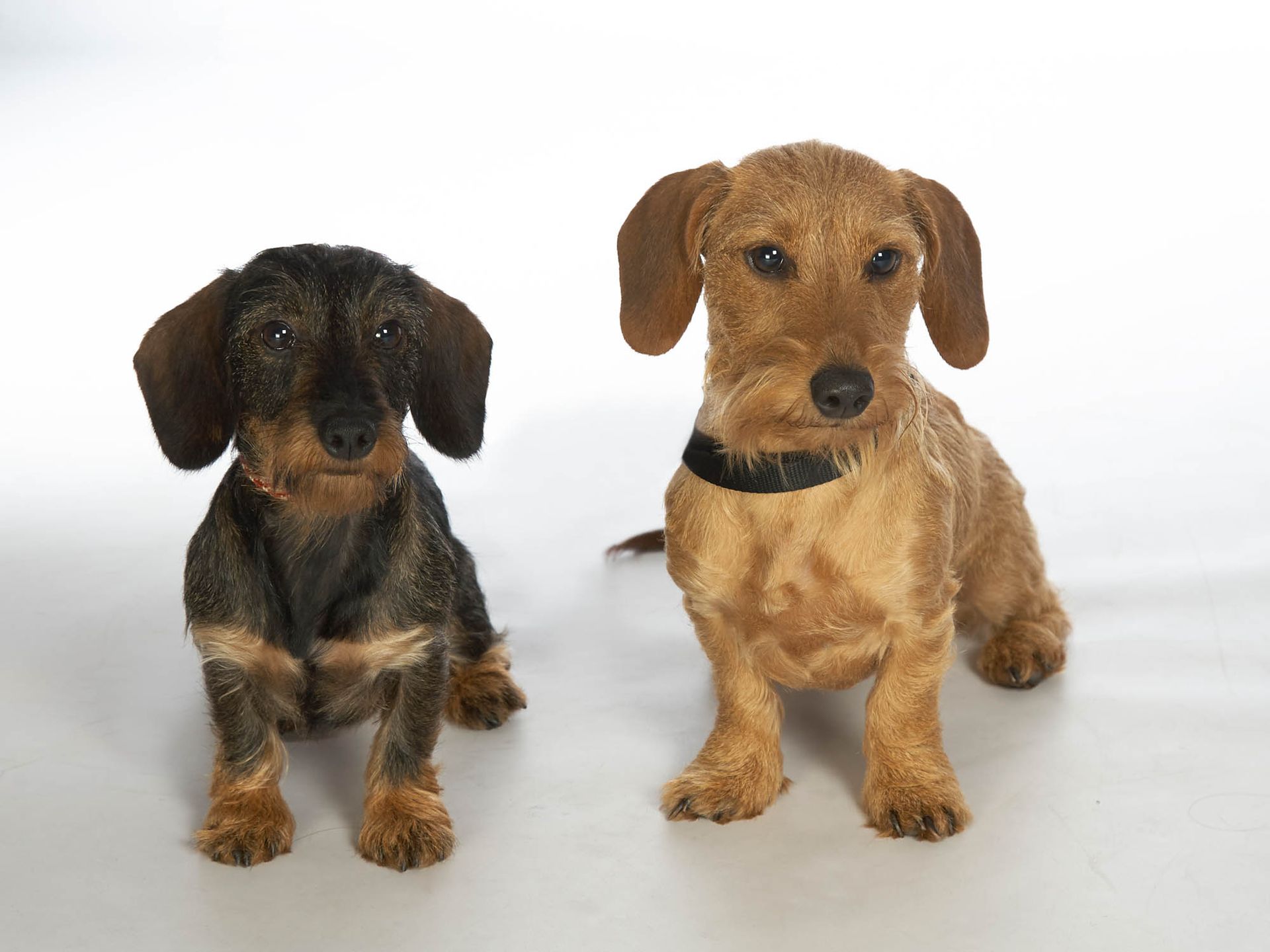Zwei Dackel sitzen nebeneinander auf einer weißen Fläche