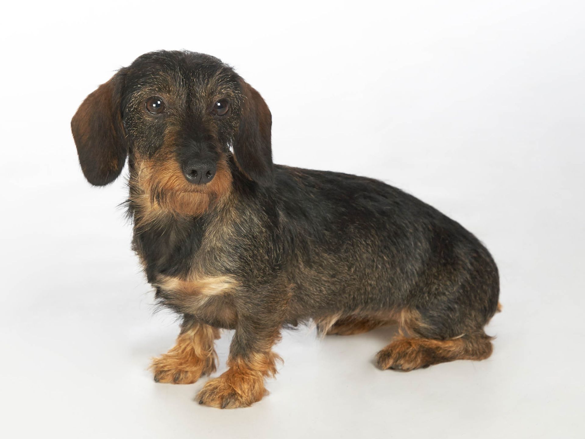 Ein Dackel sitzt auf einer weißen Fläche und schaut in die Kamera.