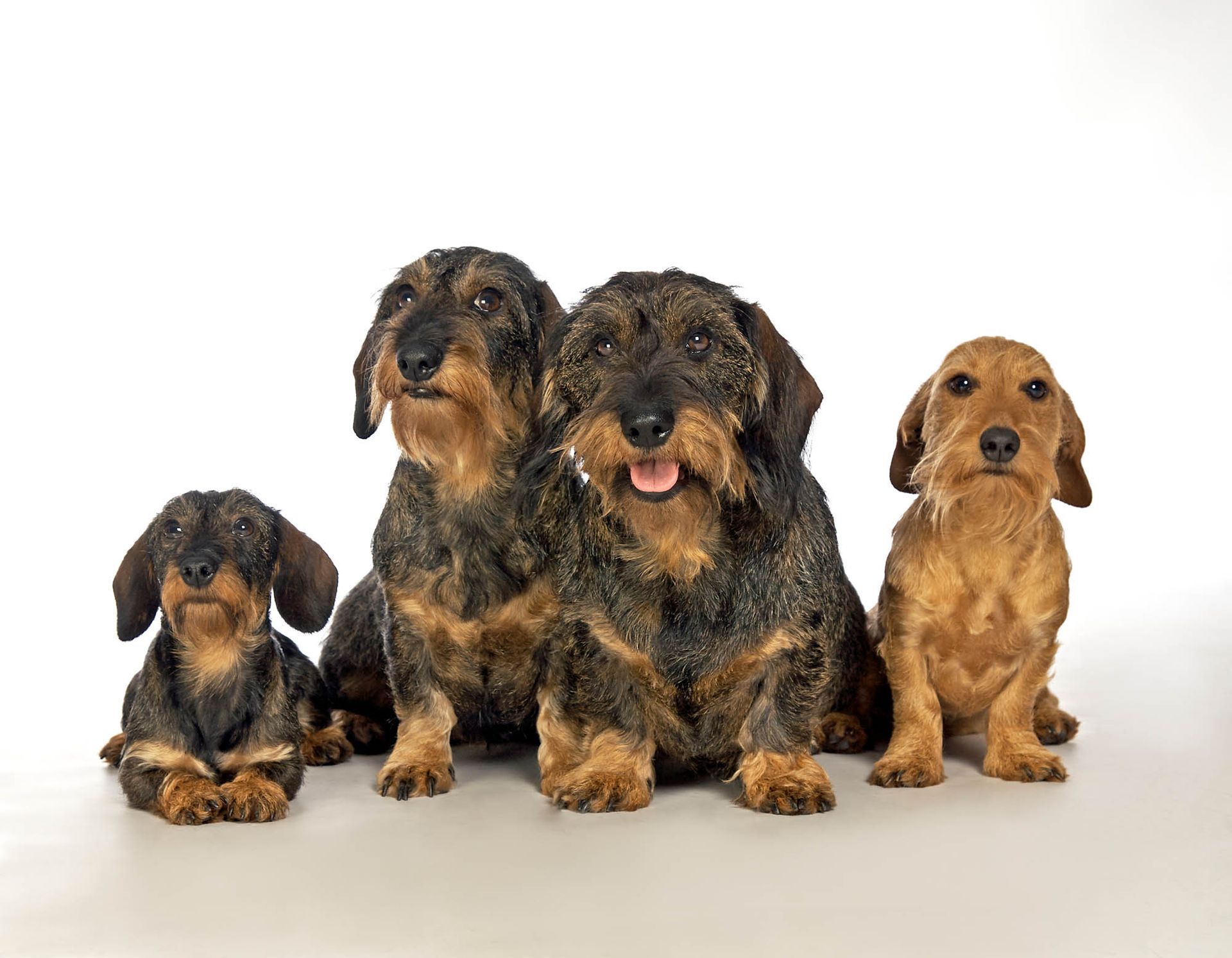 Drei Dackel sitzen nebeneinander auf einer weißen Fläche