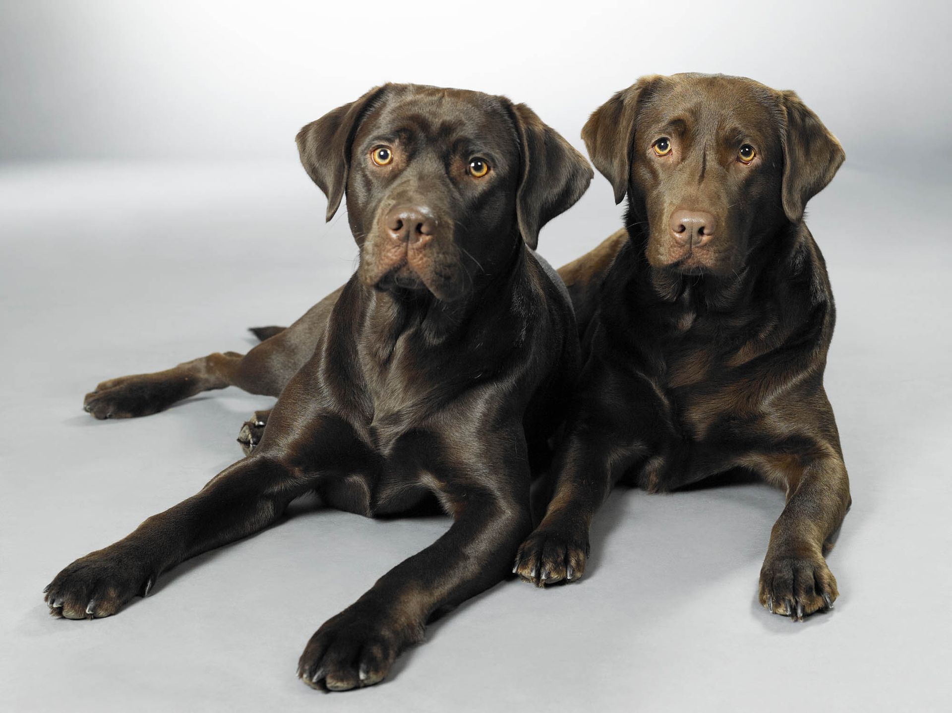 Zwei braune Hunde liegen nebeneinander auf grauem Hintergrund