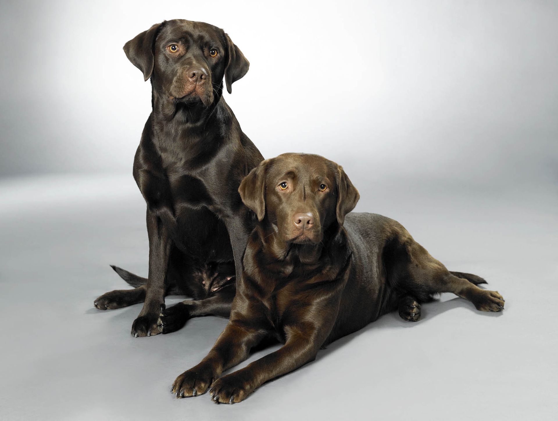 Zwei braune Hunde sitzen nebeneinander auf grauem Hintergrund