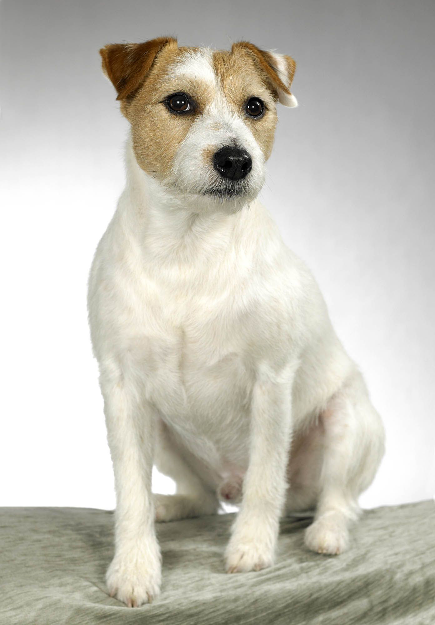 Ein kleiner weiß-brauner Hund sitzt auf einer Decke.