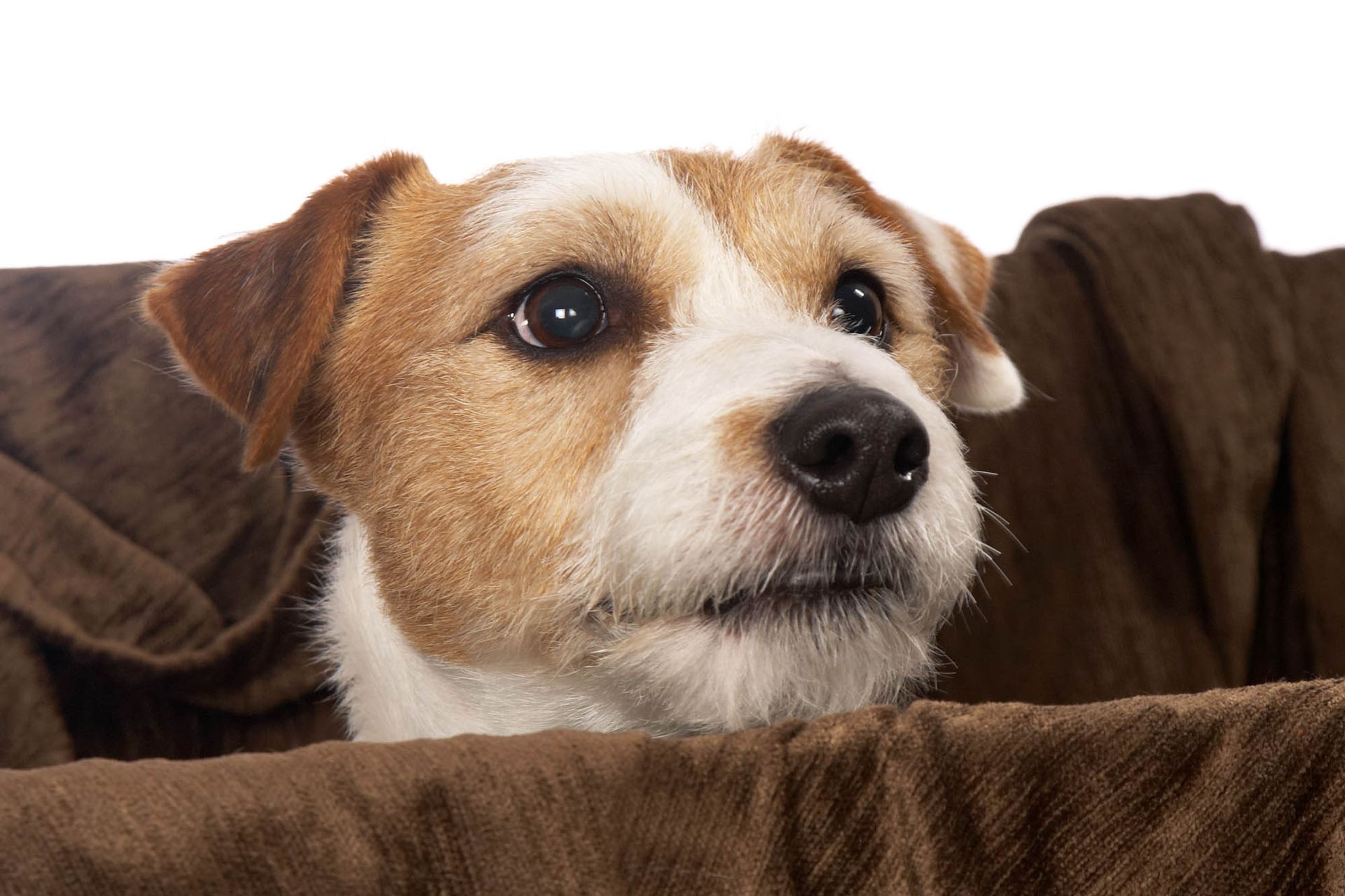 Ein kleiner braun-weißer Hund liegt in einem braunen Hundebett