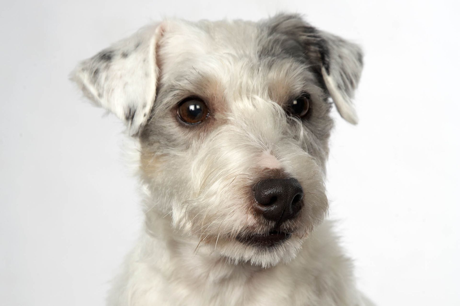 Ein kleiner weiß-grauer Hund schaut vor einem weißen Hintergrund in die Kamera.