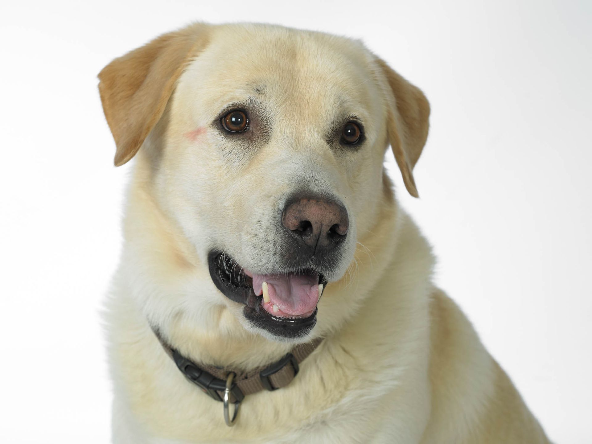 Eine Nahaufnahme des Gesichts eines Hundes mit heraushängender Zunge.