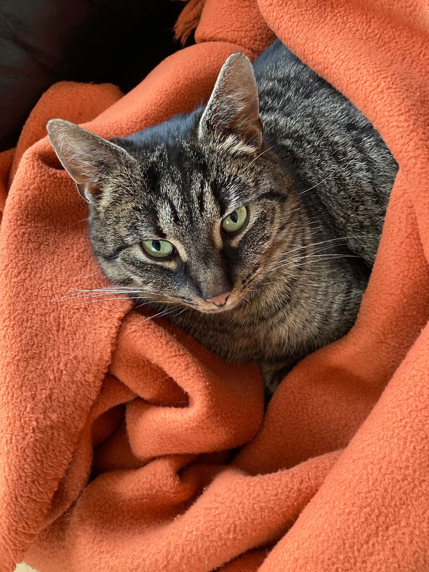 Eine Katze ist in eine orangefarbene Decke gehüllt und schaut in die Kamera.