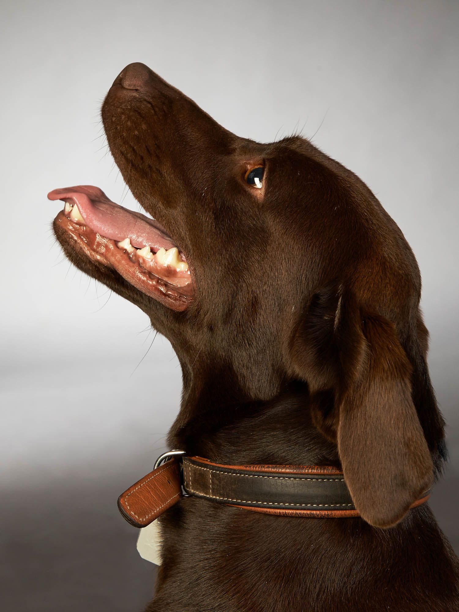 Eine Nahaufnahme eines braunen Hundes mit offenem Maul