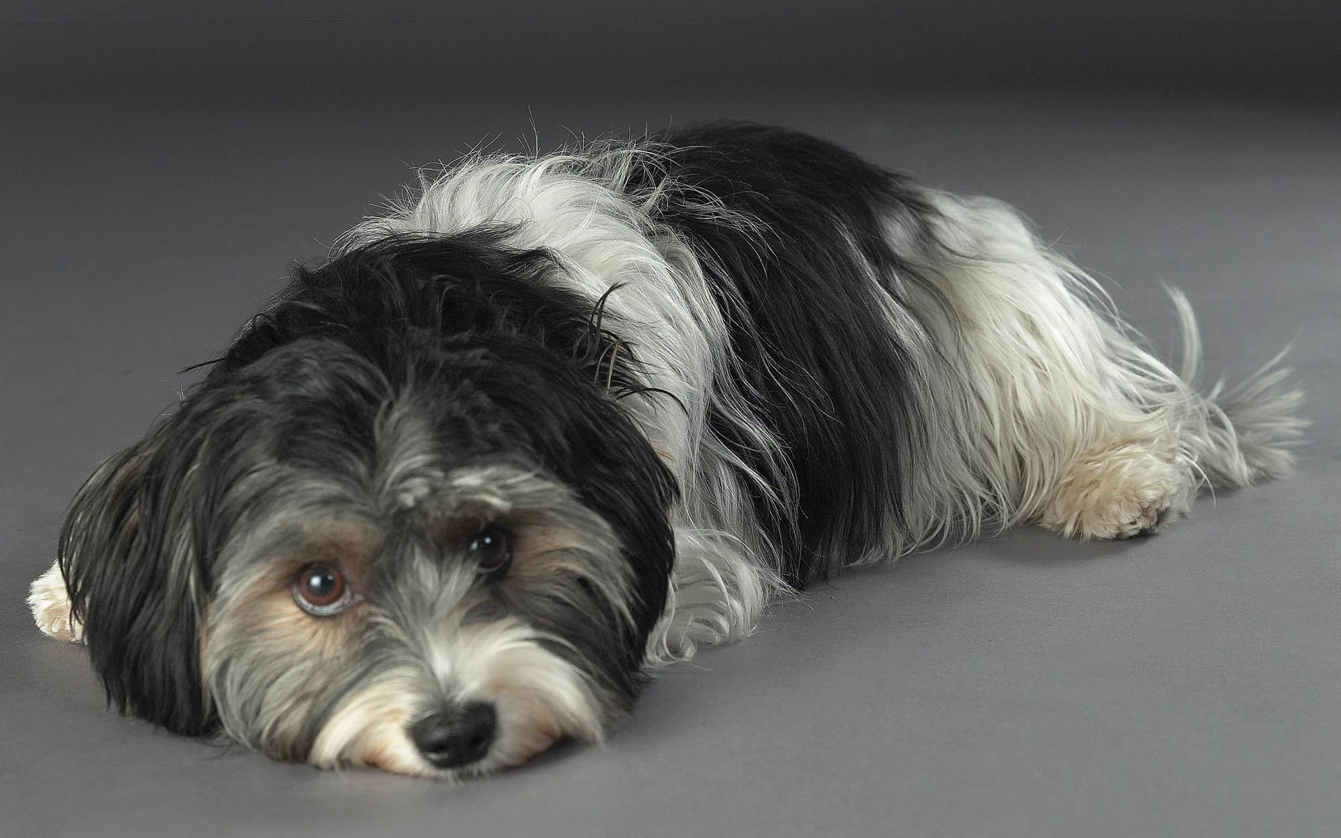 Ein kleiner schwarz-weißer Hund liegt auf einer grauen Fläche.