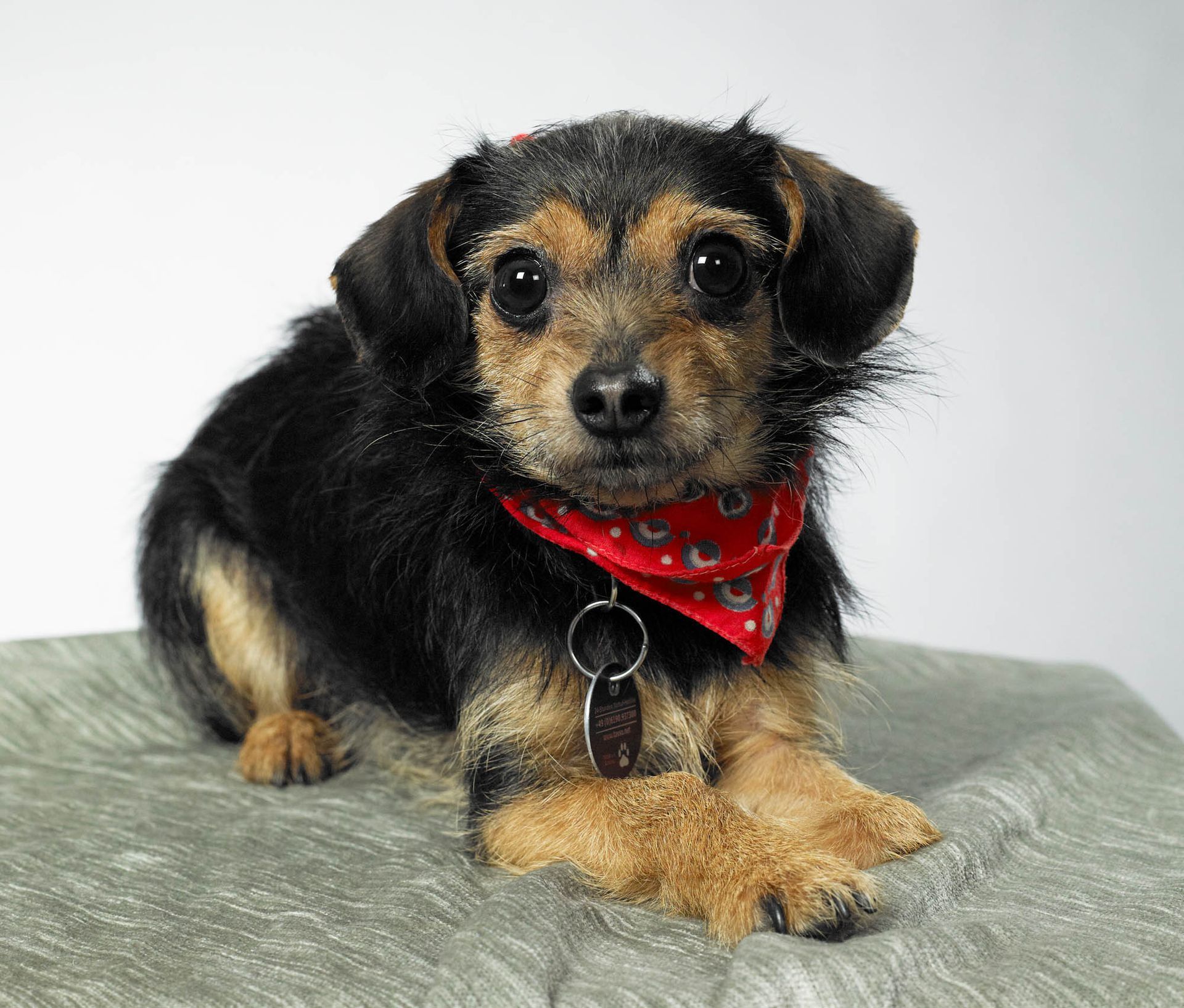 Ein kleiner schwarz-brauner Hund mit einem roten Halstuch