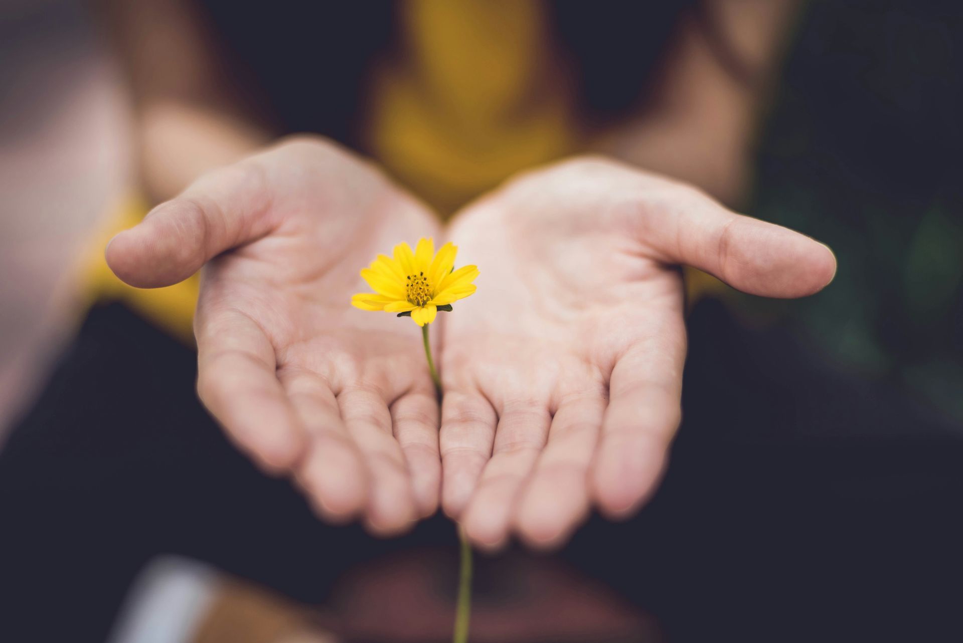 Handflächen mit einer Blume, denn die Hände übertragen Reiki Energie